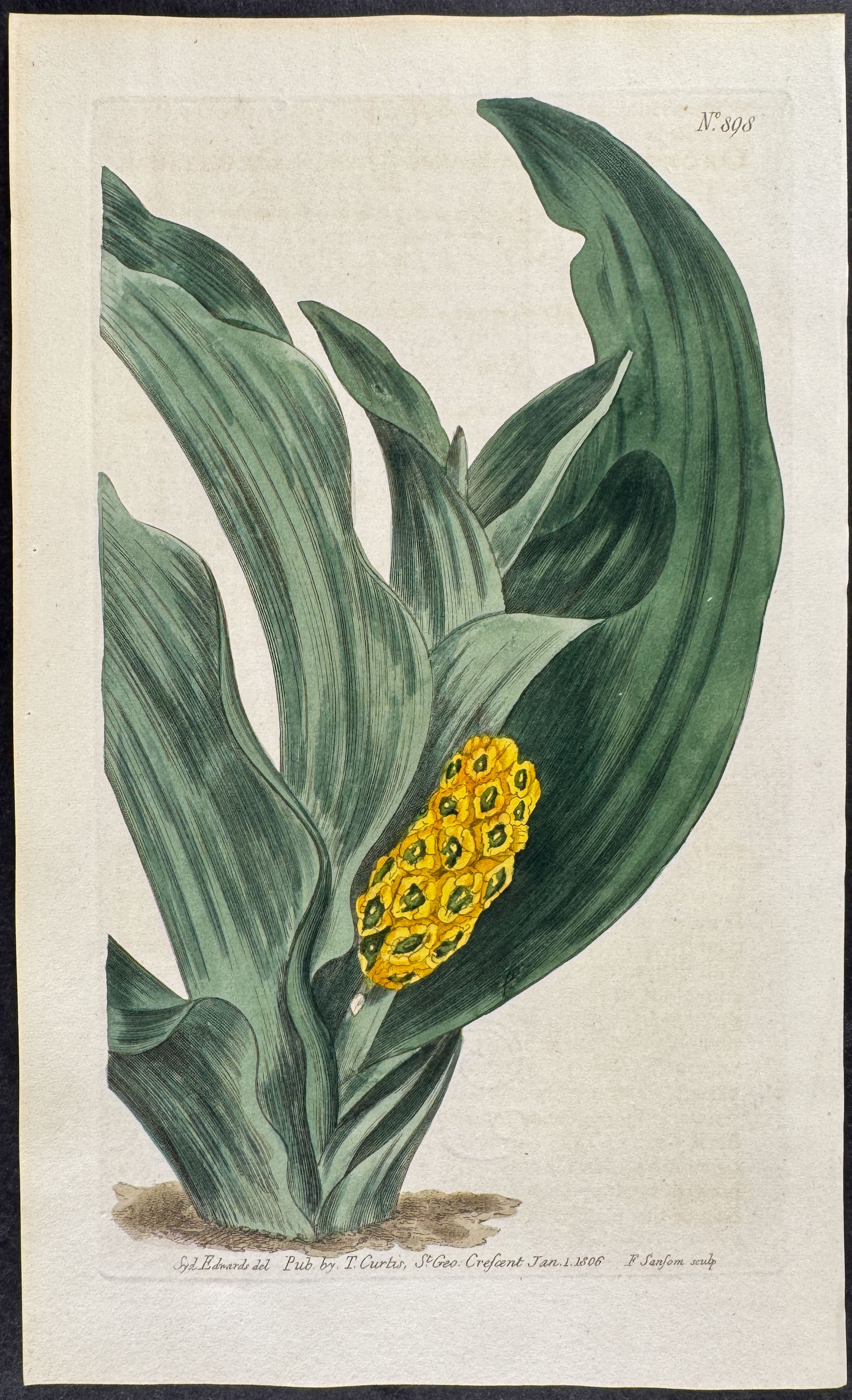 Japan Orontium
