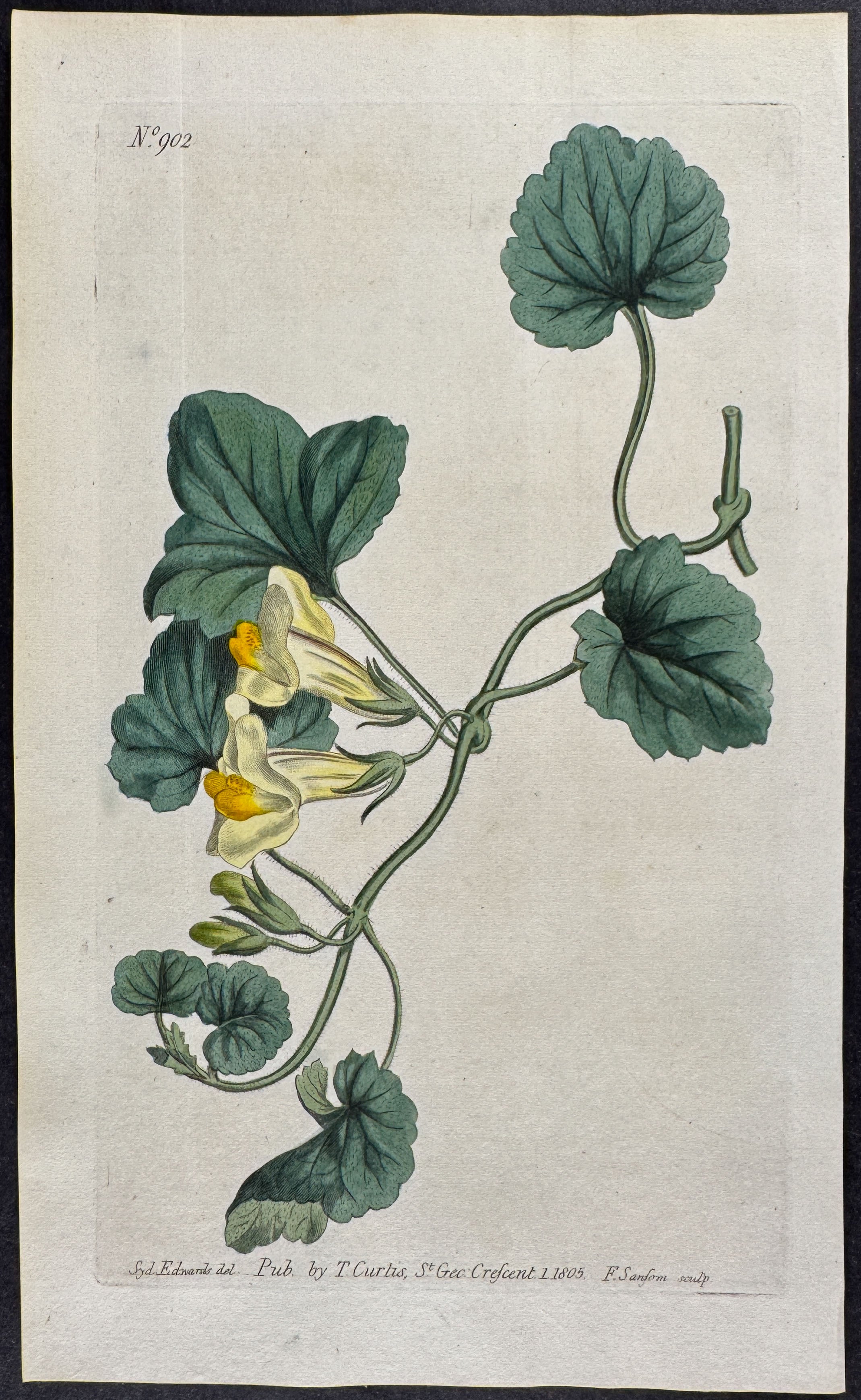 Heart-leaved Snap-Dragon