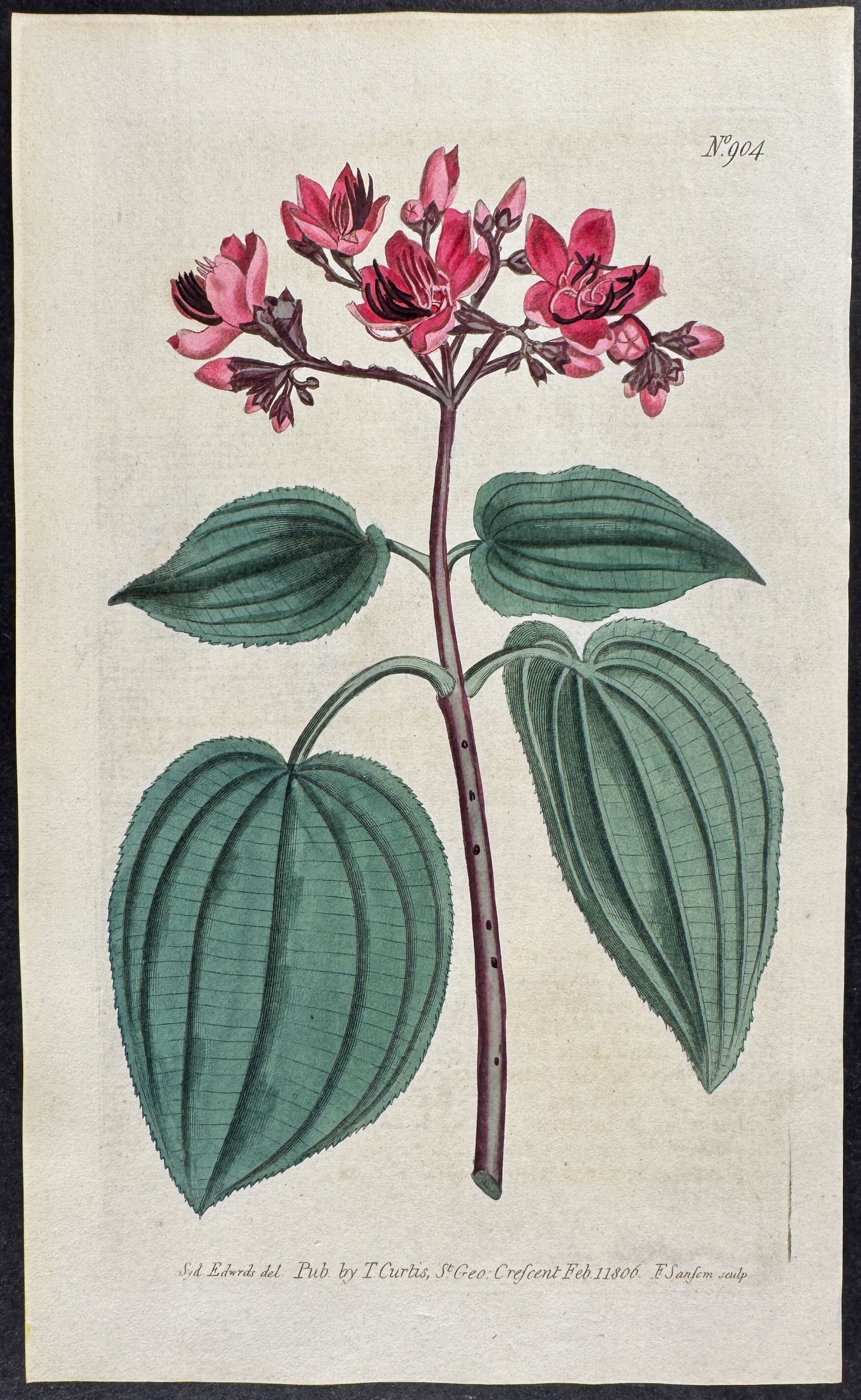 Corymbous Melastoma