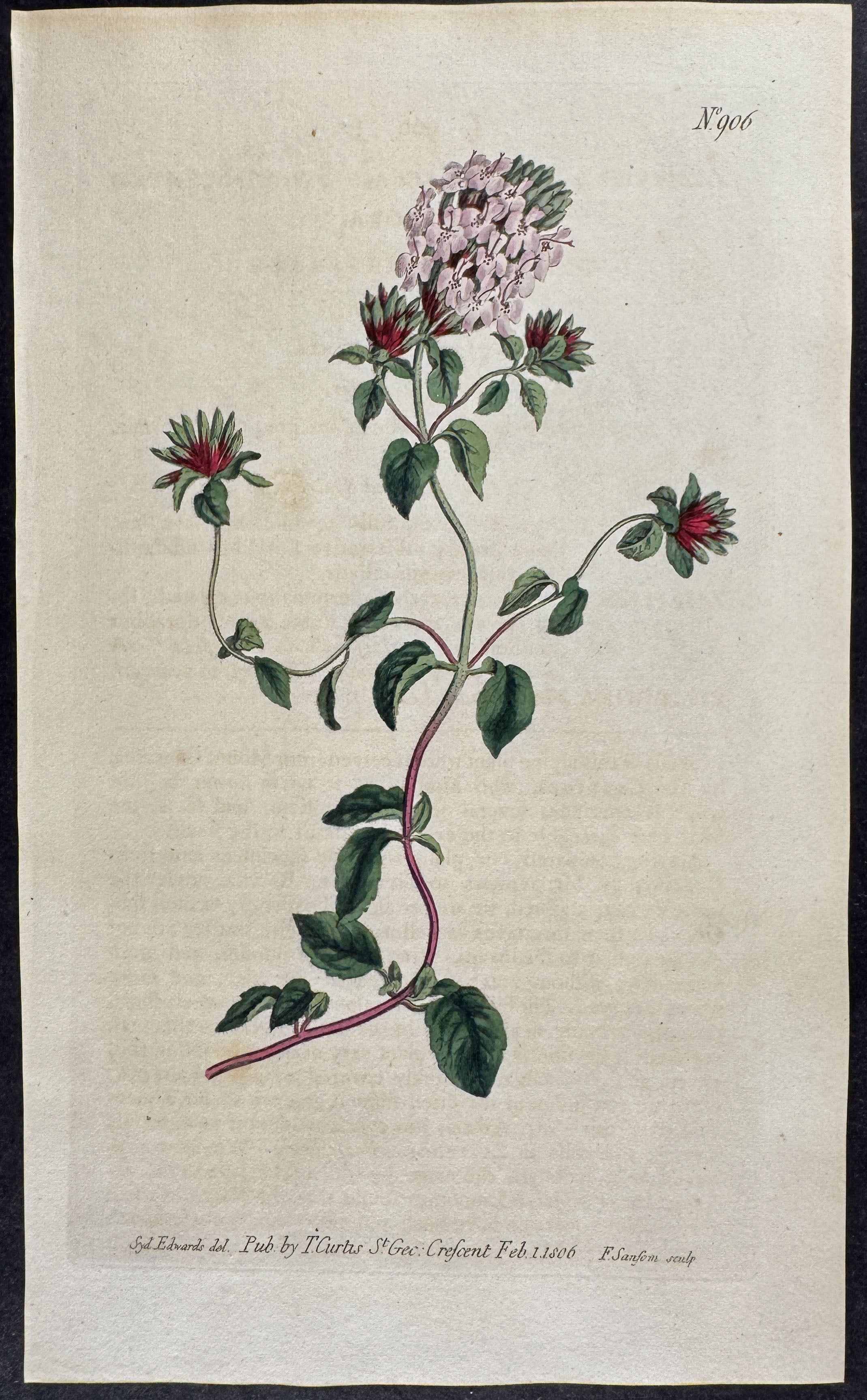 Sweet-Scented Ziziohora