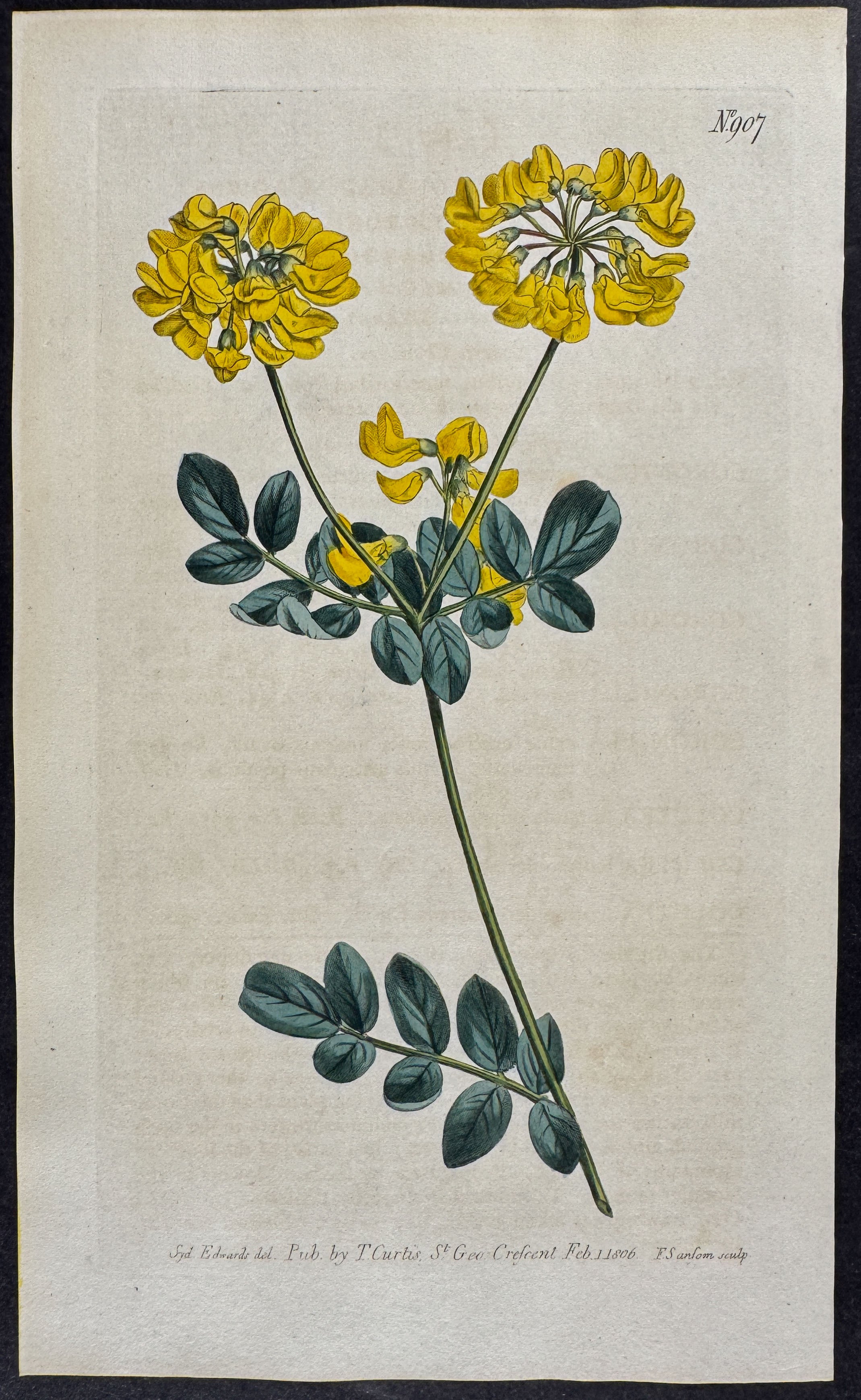 Scorpion Vetch