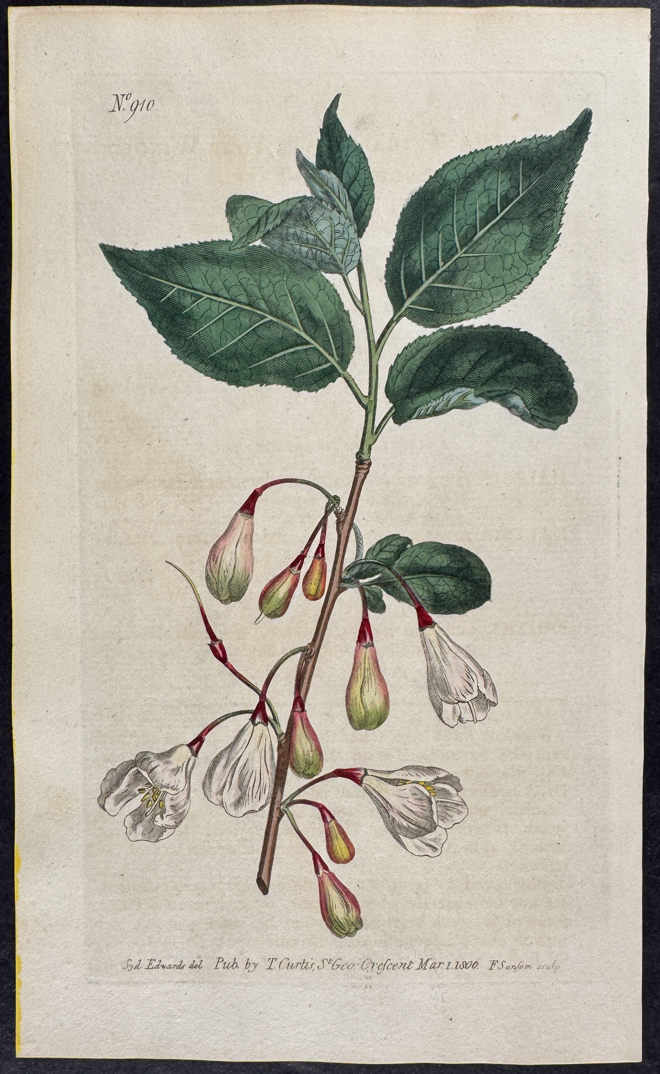 Four-winged Snow-drop-tree