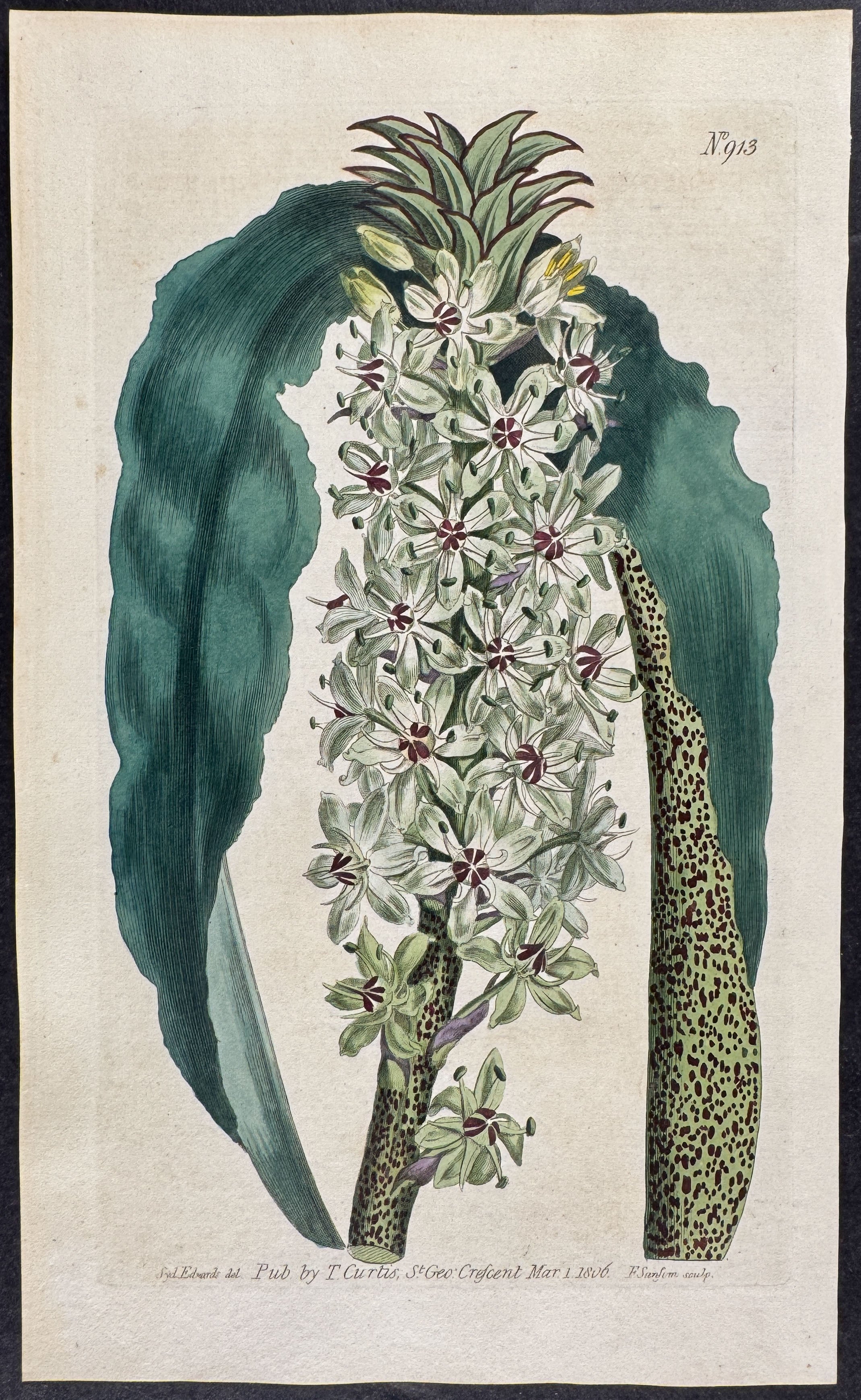 Spotted-leaved Eucomis