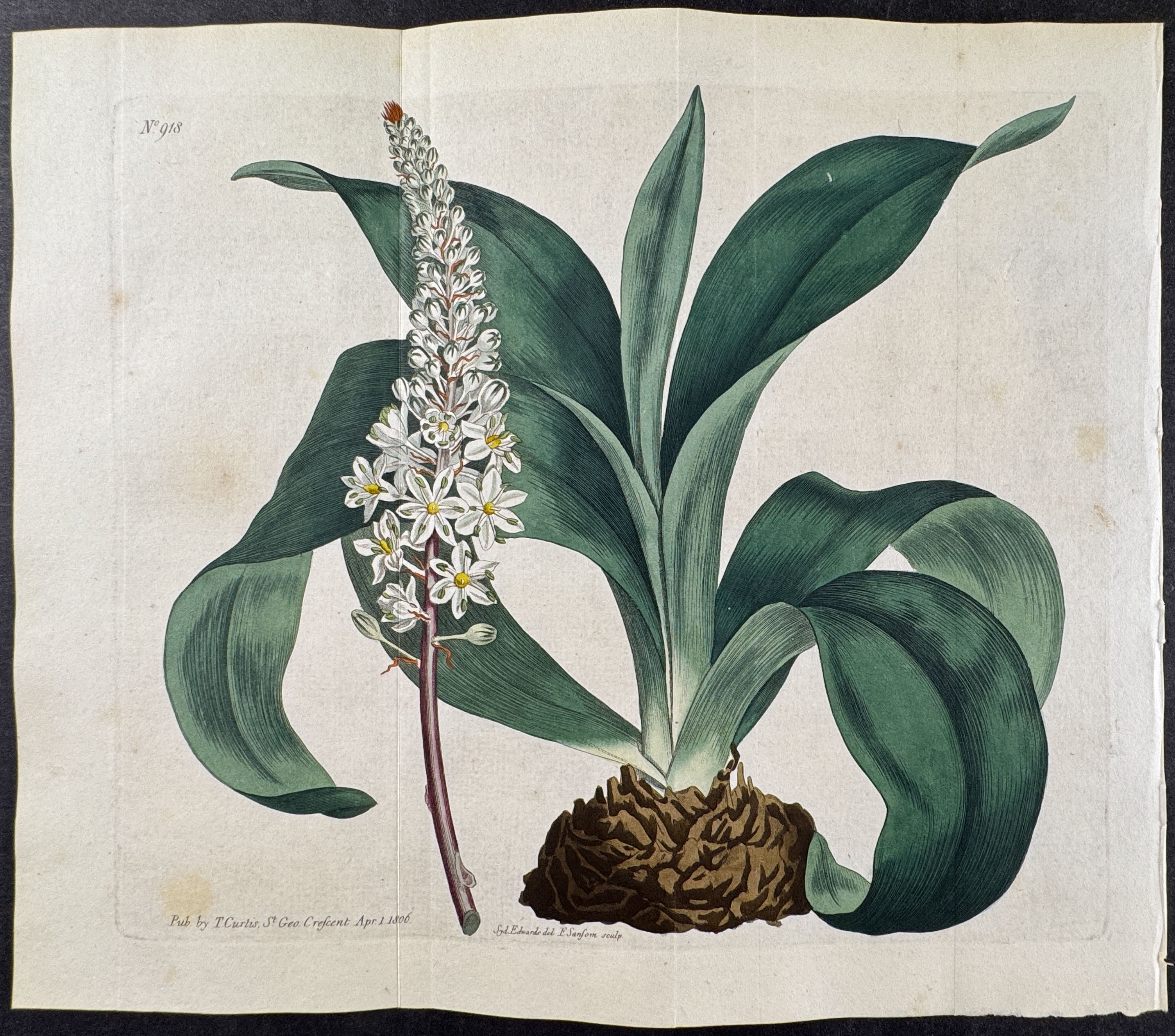 Common Red-rooted Sea-Onion or Officinal Squill