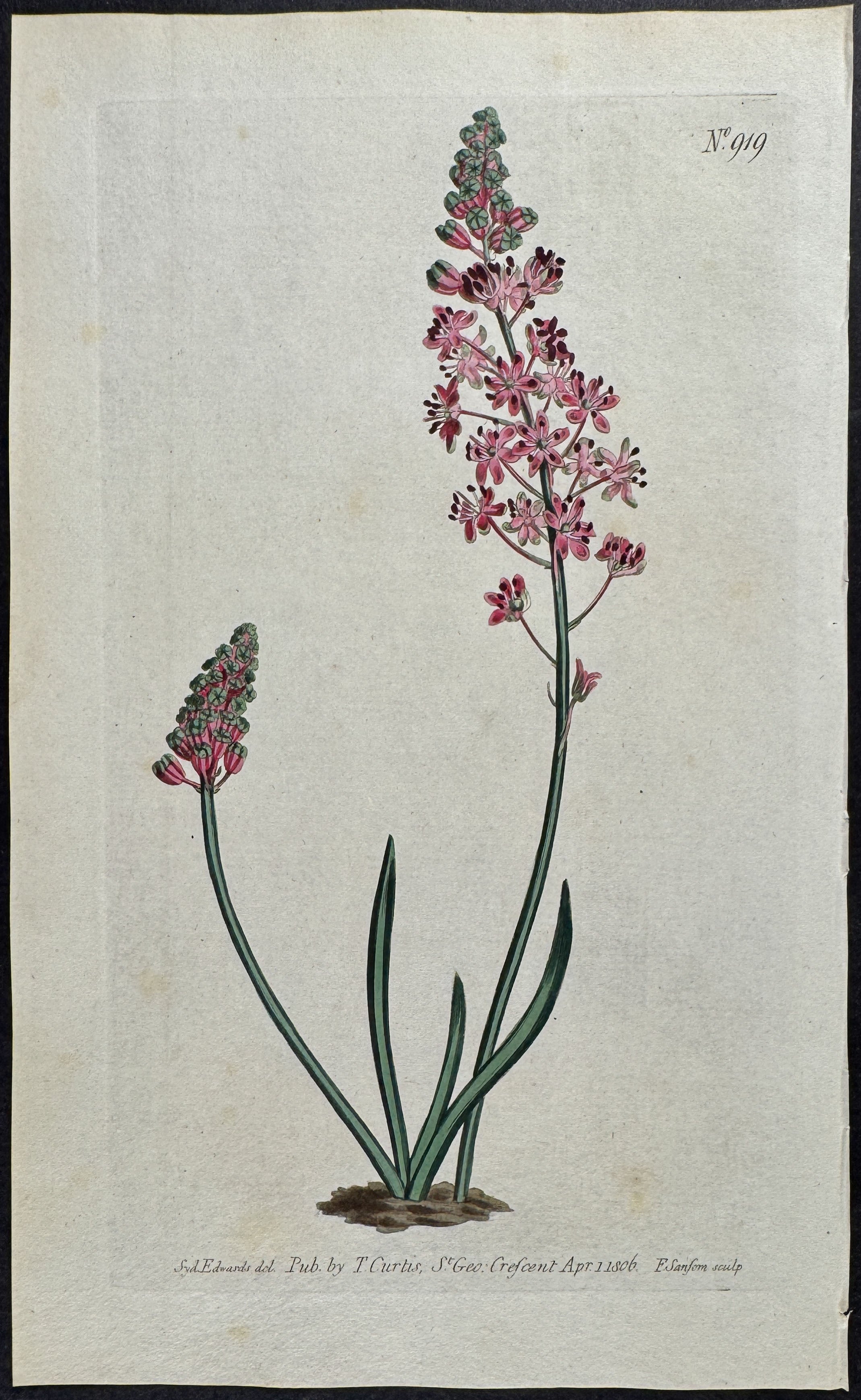 Purple-flowered Autumnal Squil