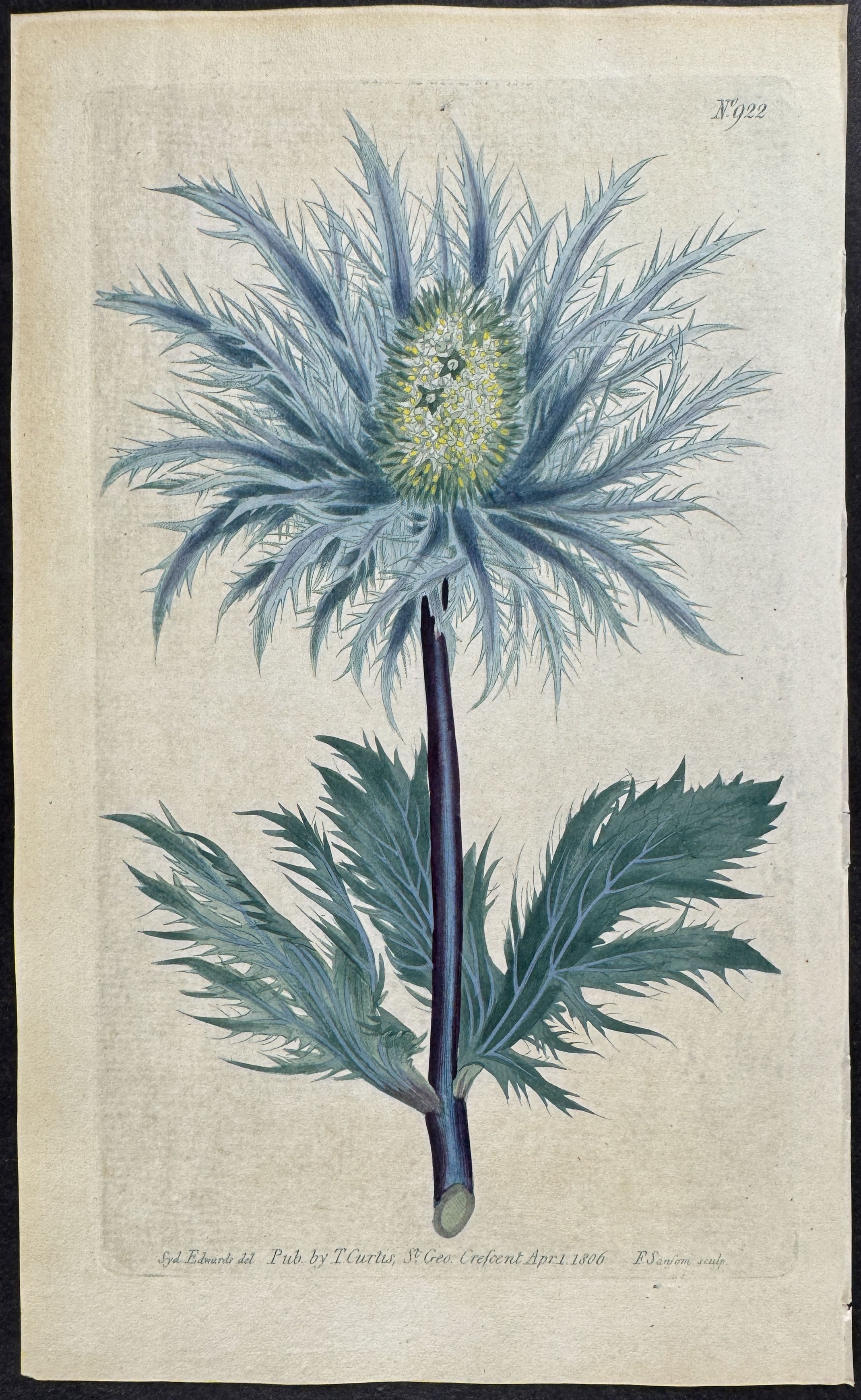 Alpine Eryngo