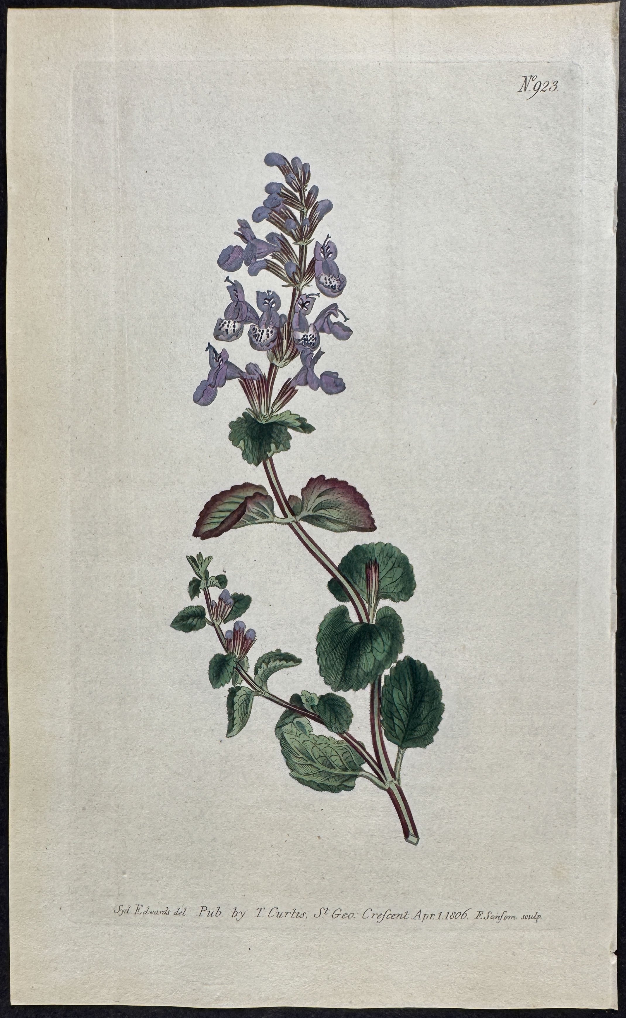 Long-tubed Cat-Mint