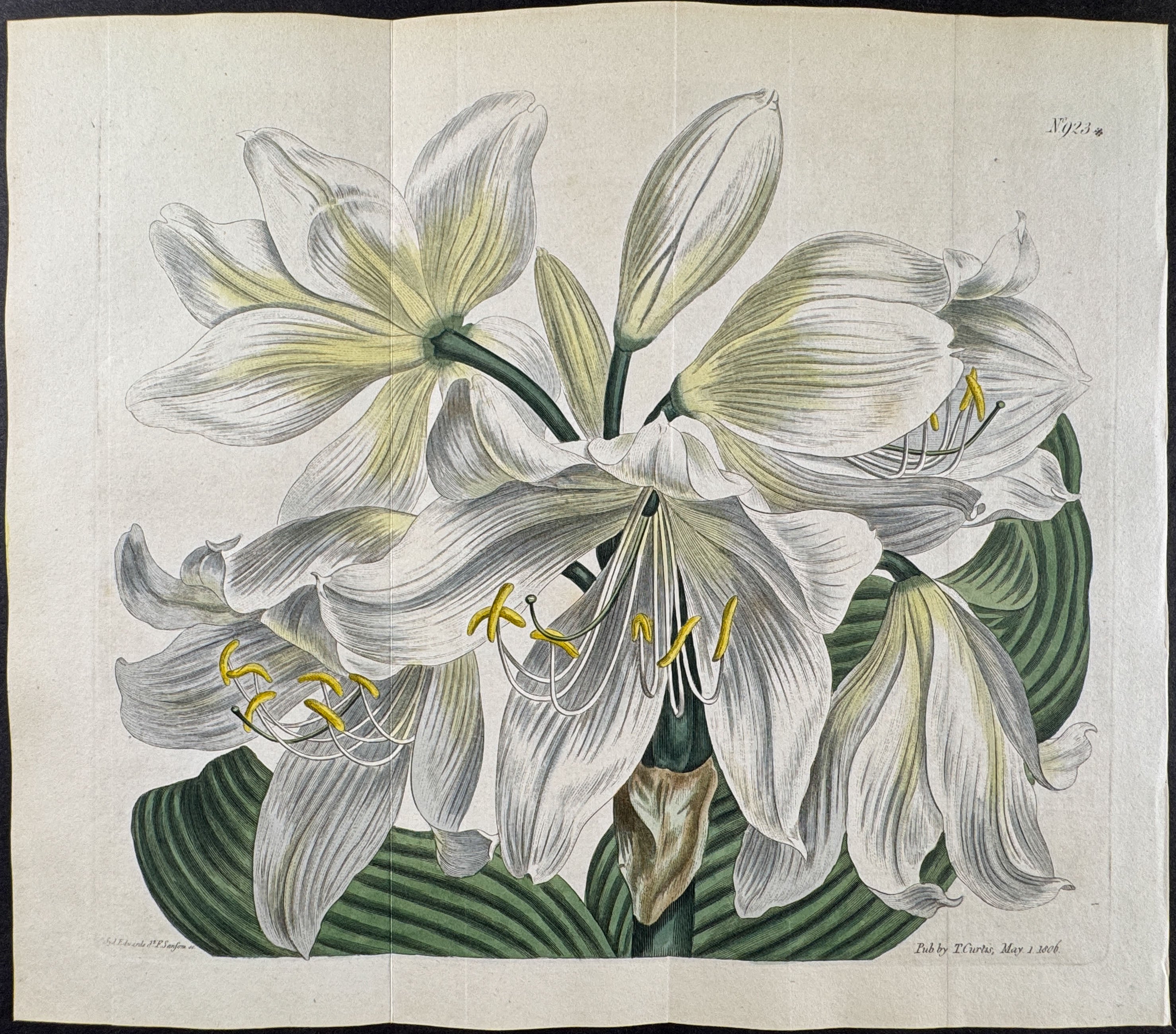 White Cape-Coast Lily
