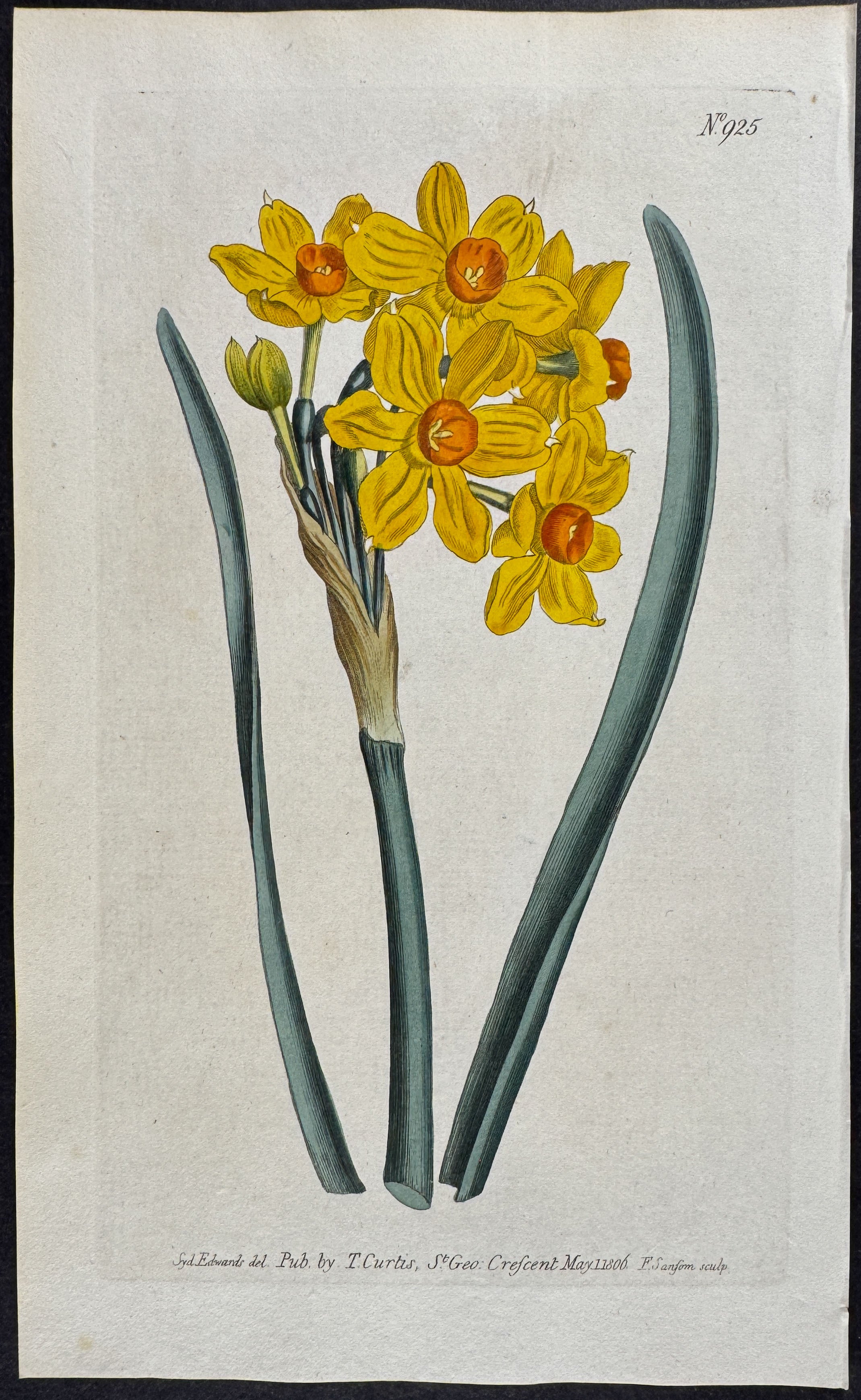 Polyanthus Narcissus