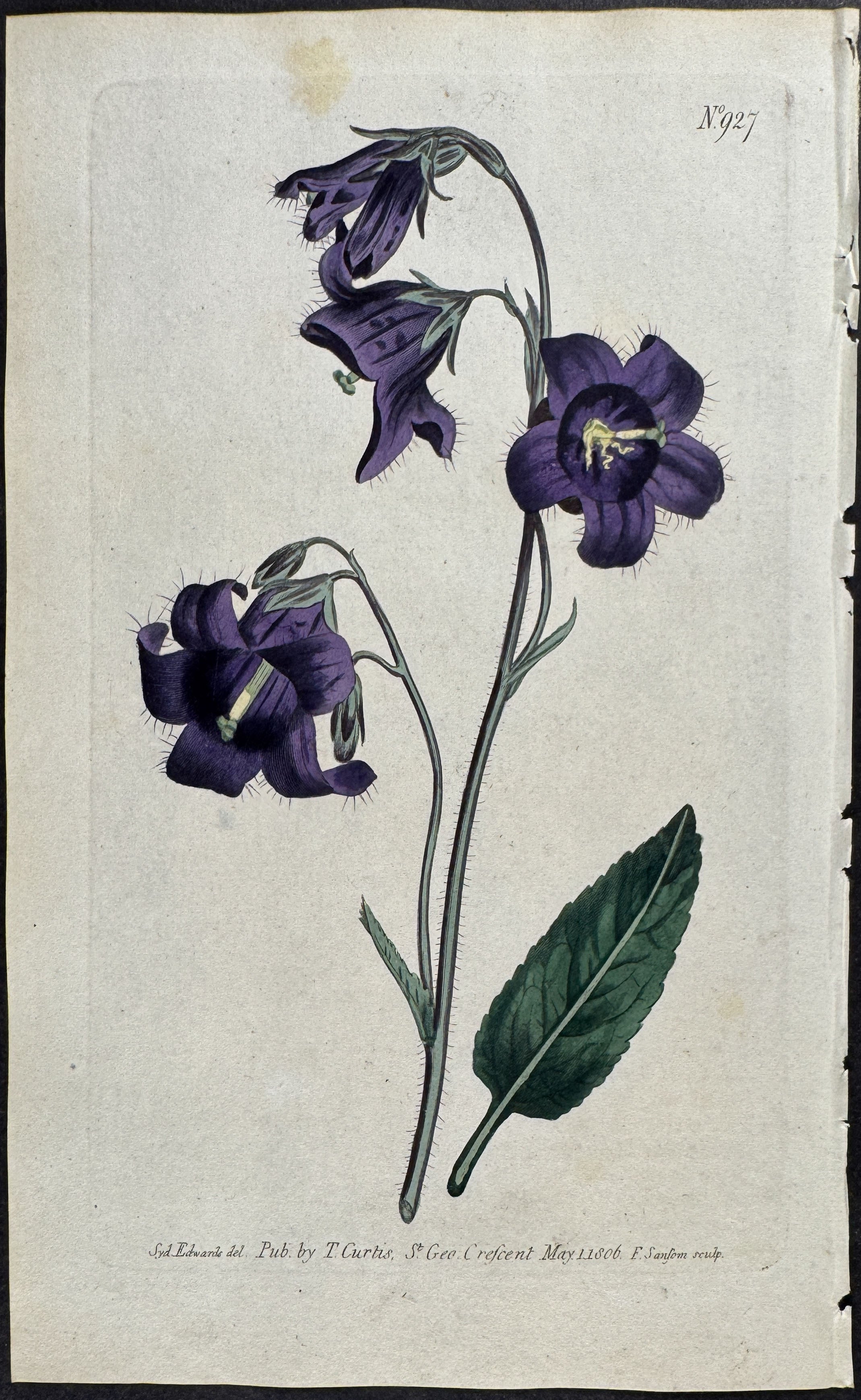 Sage-leaved Bell-Flower