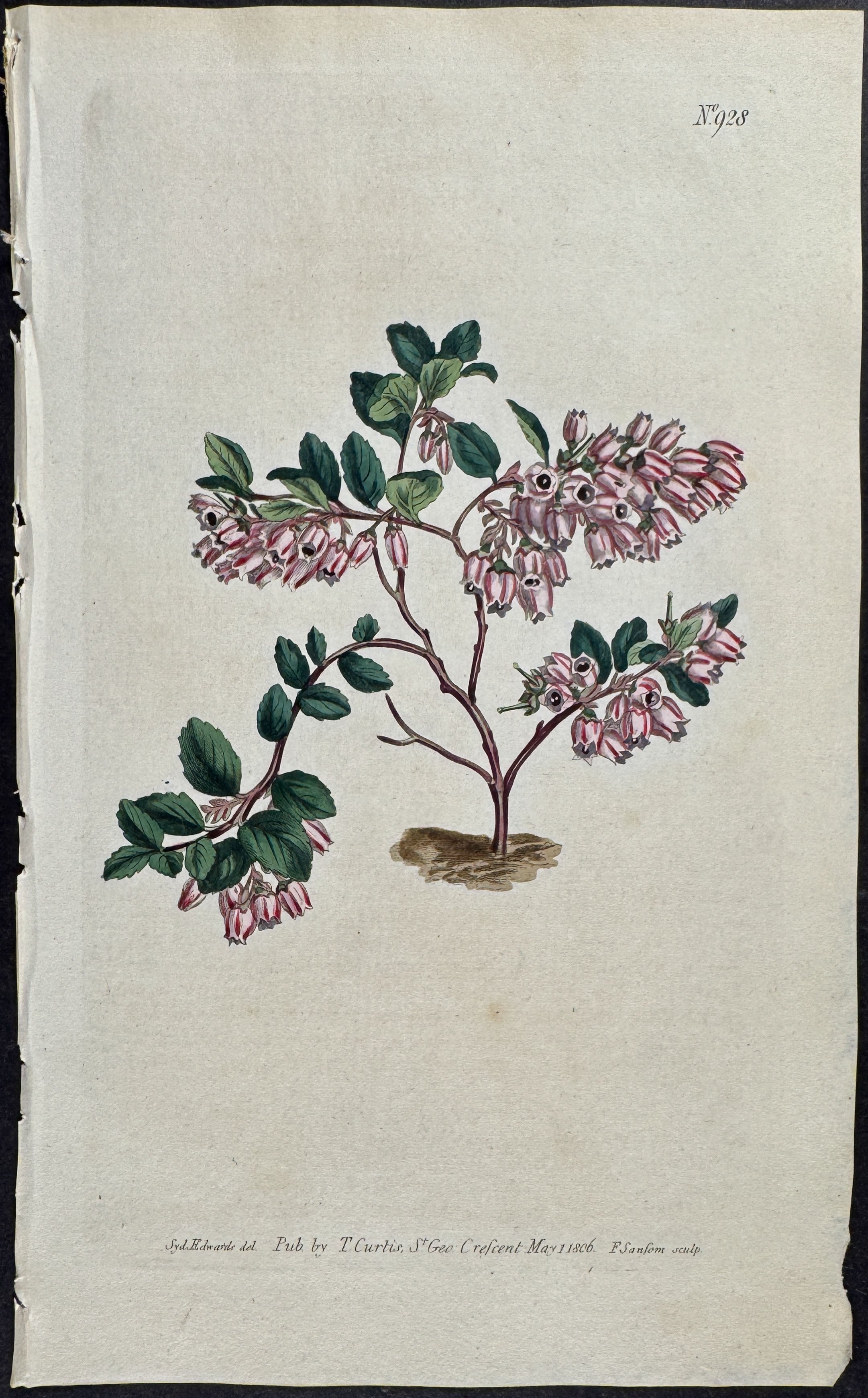 Box-leaved Whothle-Berry