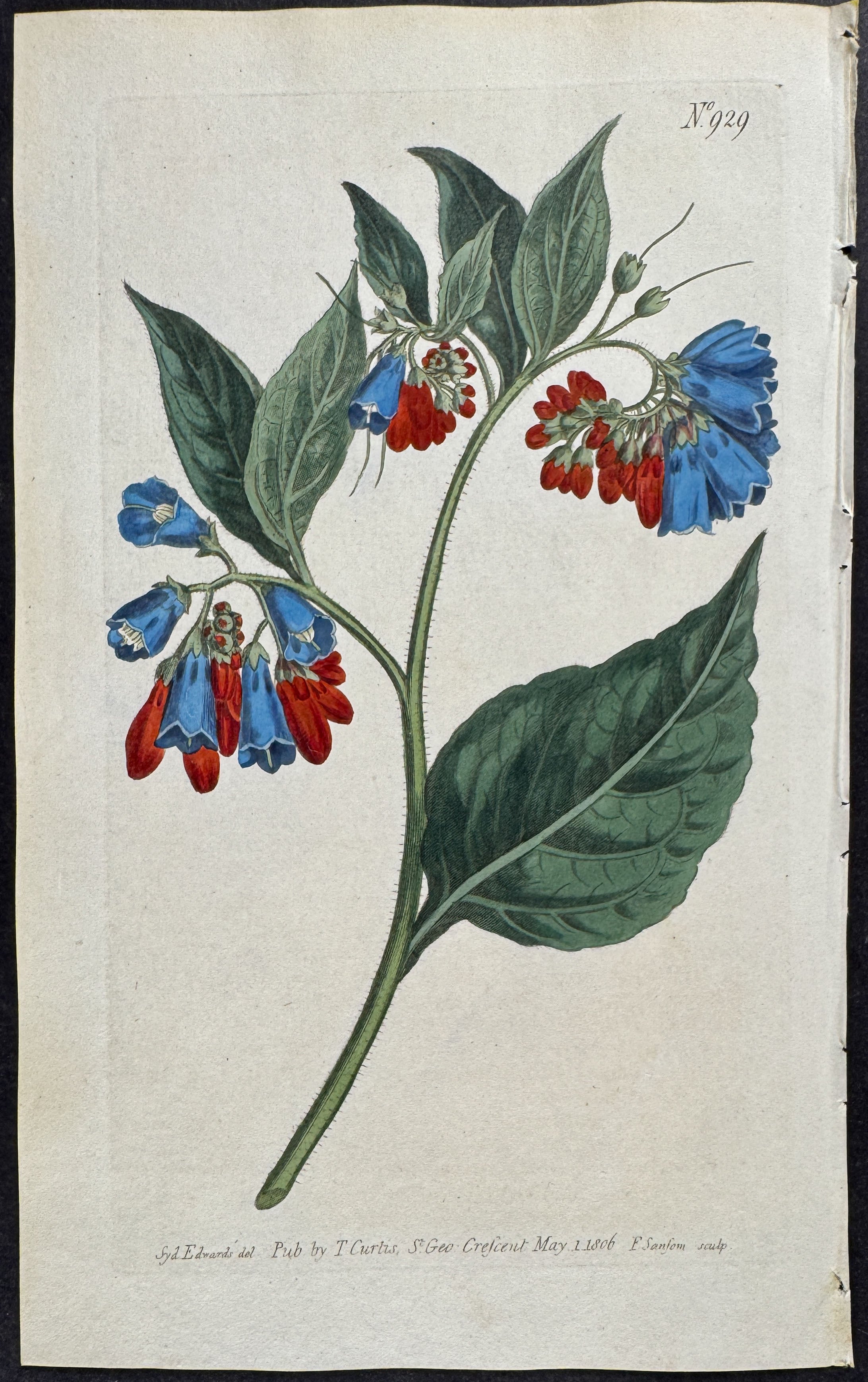 Prickly Comfrey
