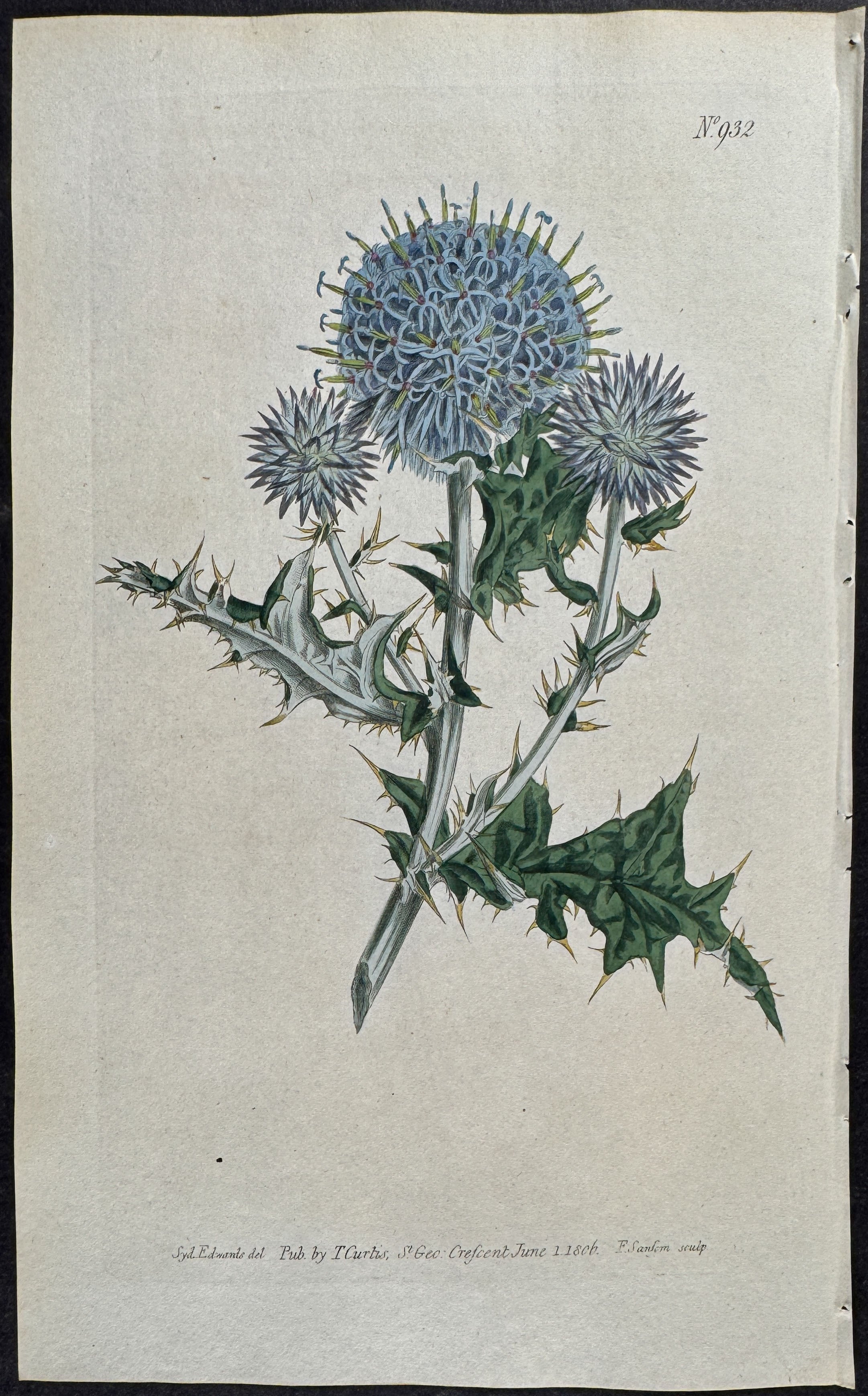 Small Globe-Thistle