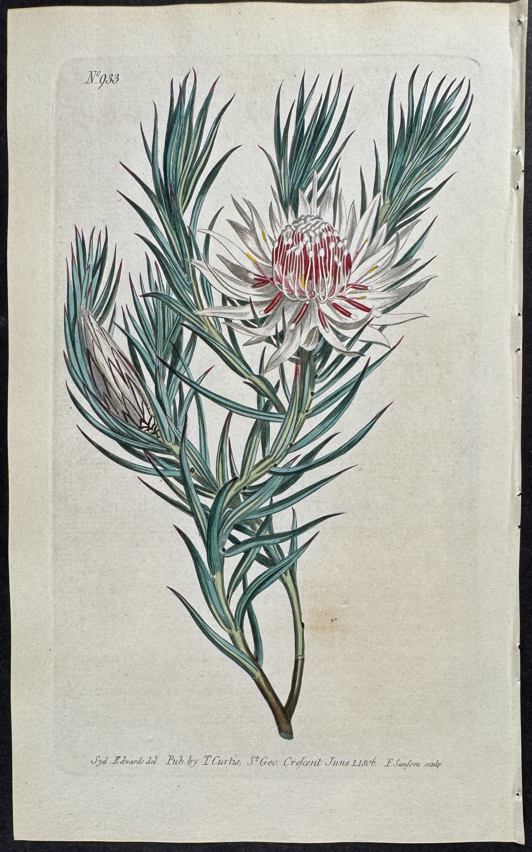 Dagger-Leaved Protea