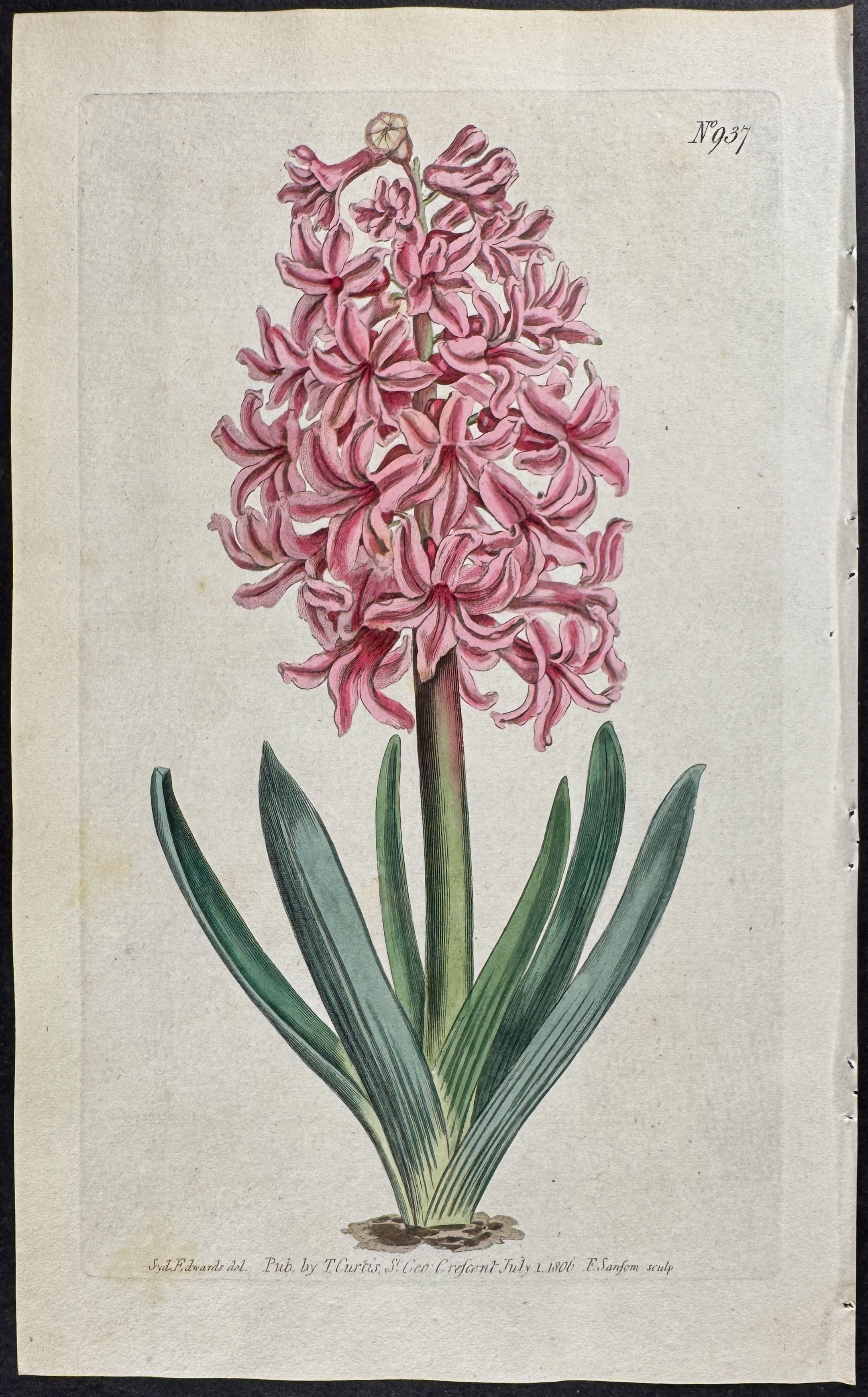 Garden Hyacinth