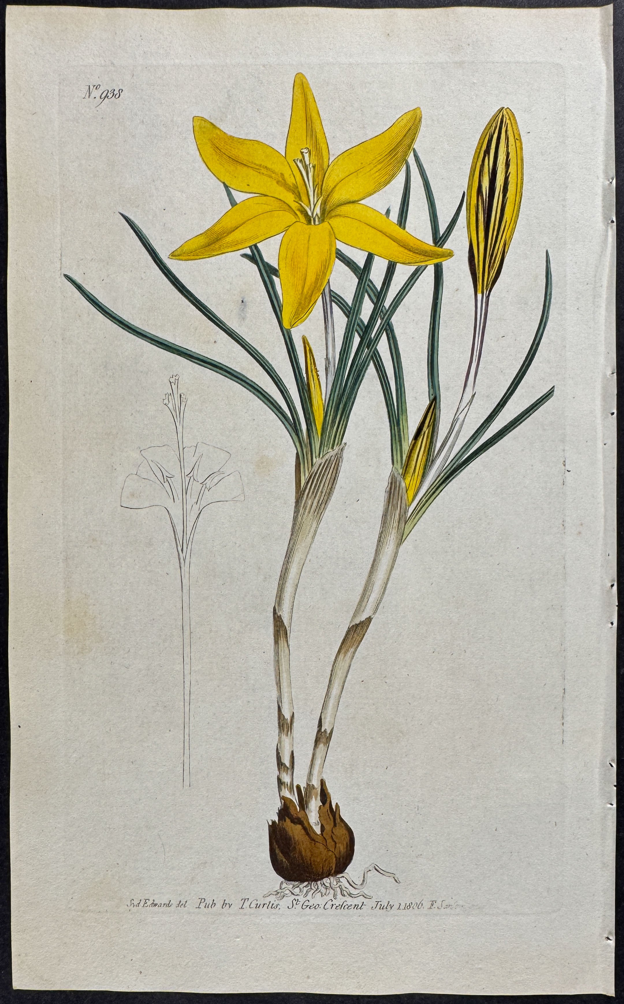 Worst Yellow or Old Cloth of Gold Crocus