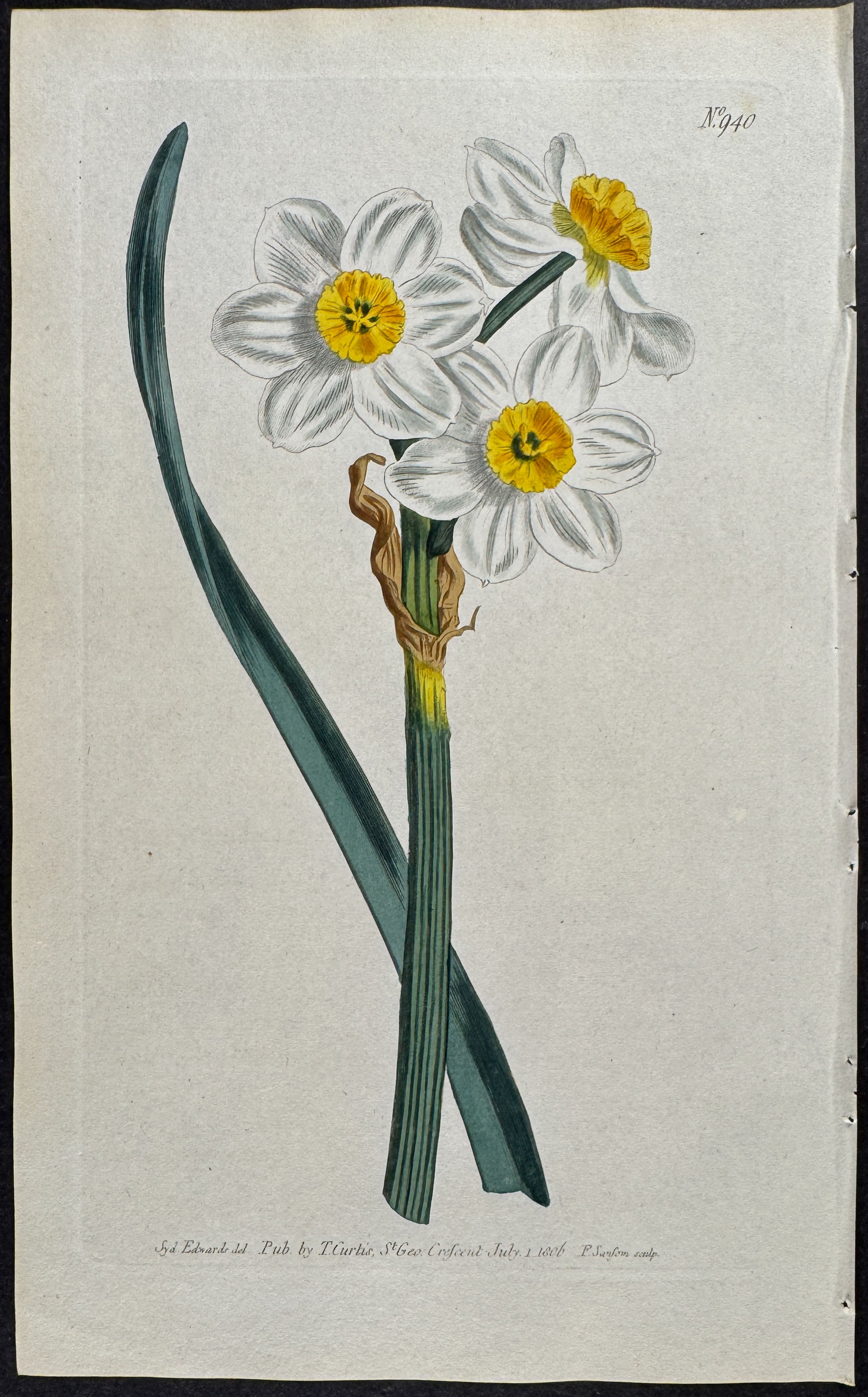 Narcissus of the Levant