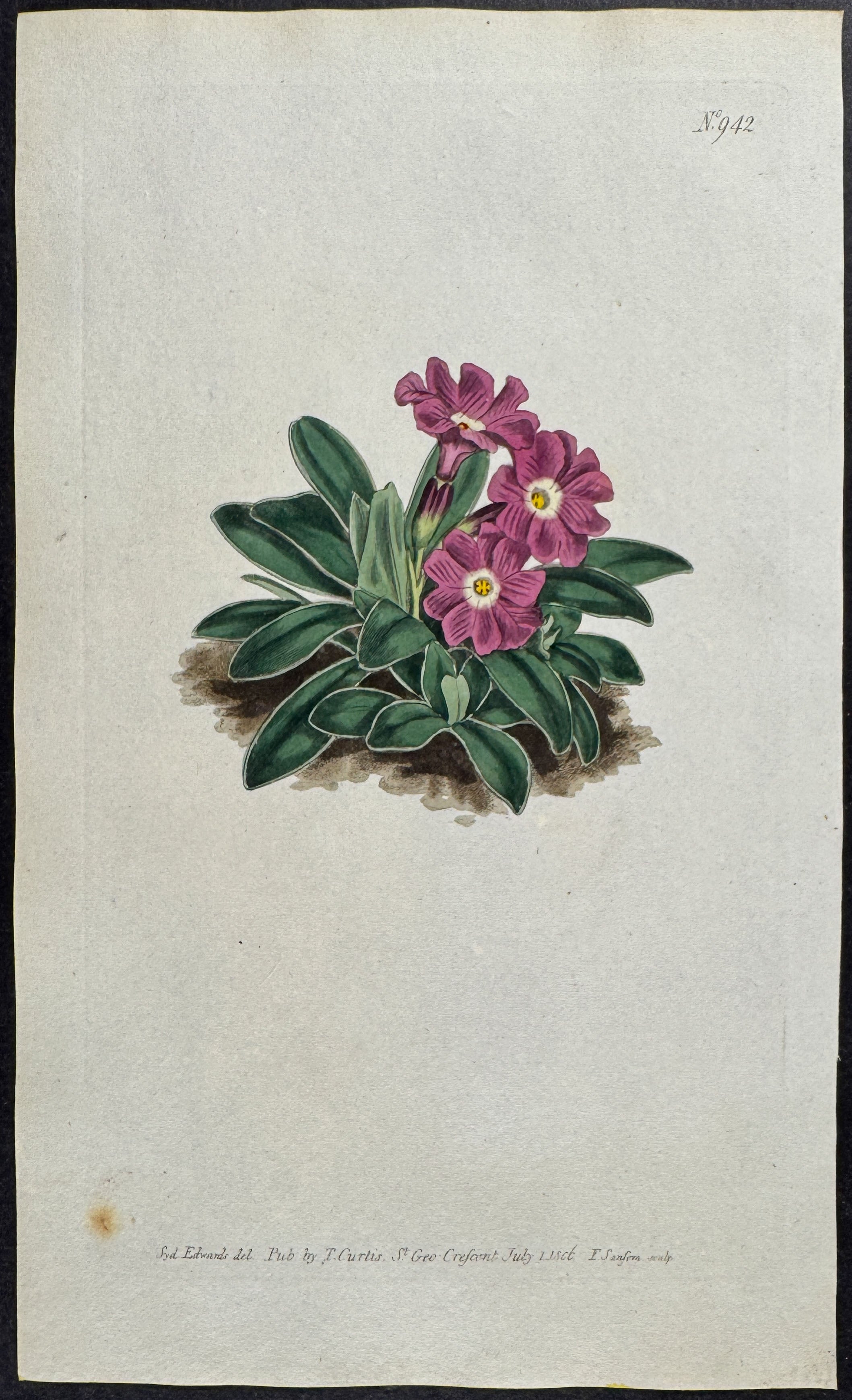 Entire-leaved Primrose