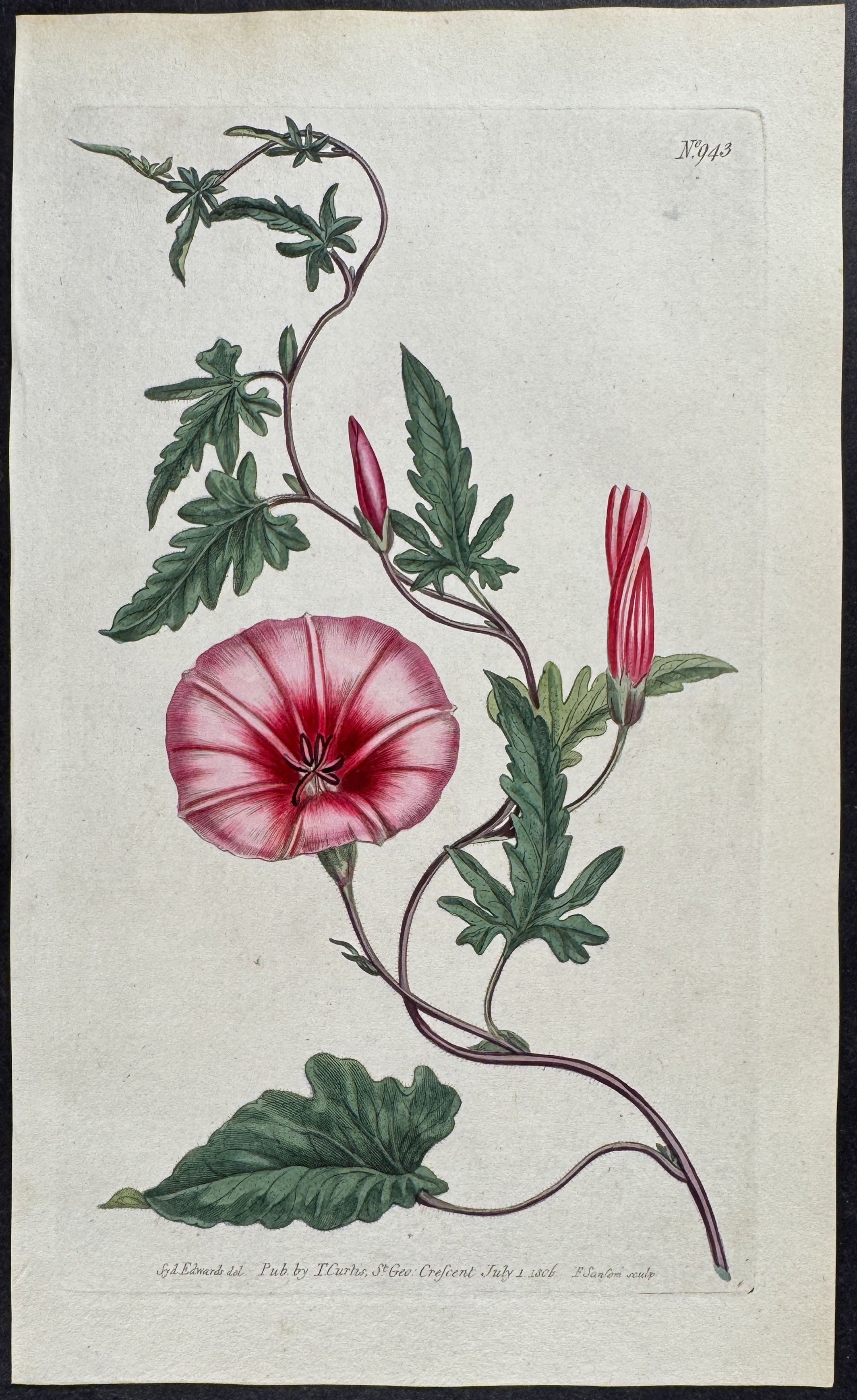 Bryony-leaved Bindweed