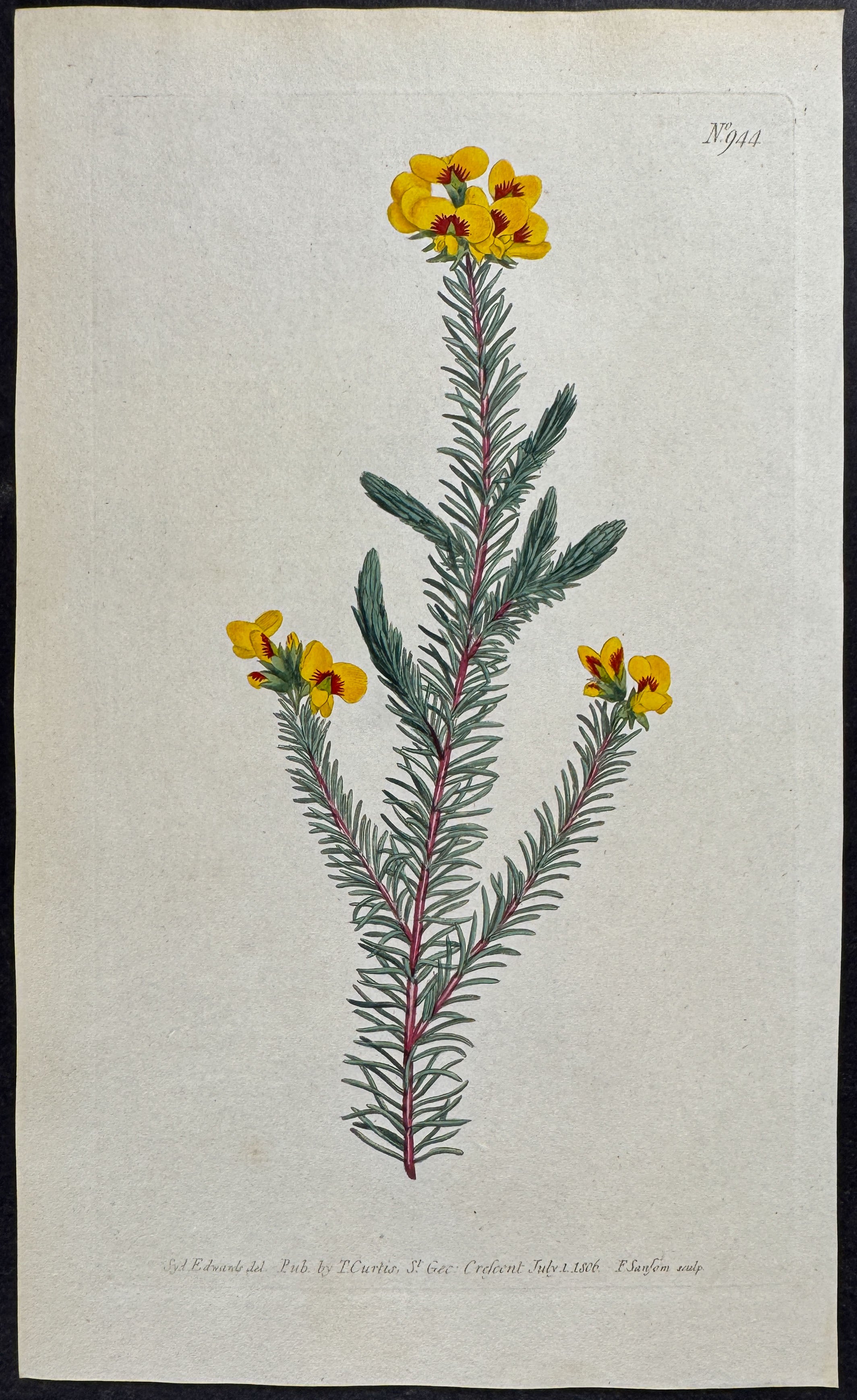 Smooth-leaved Dillynia