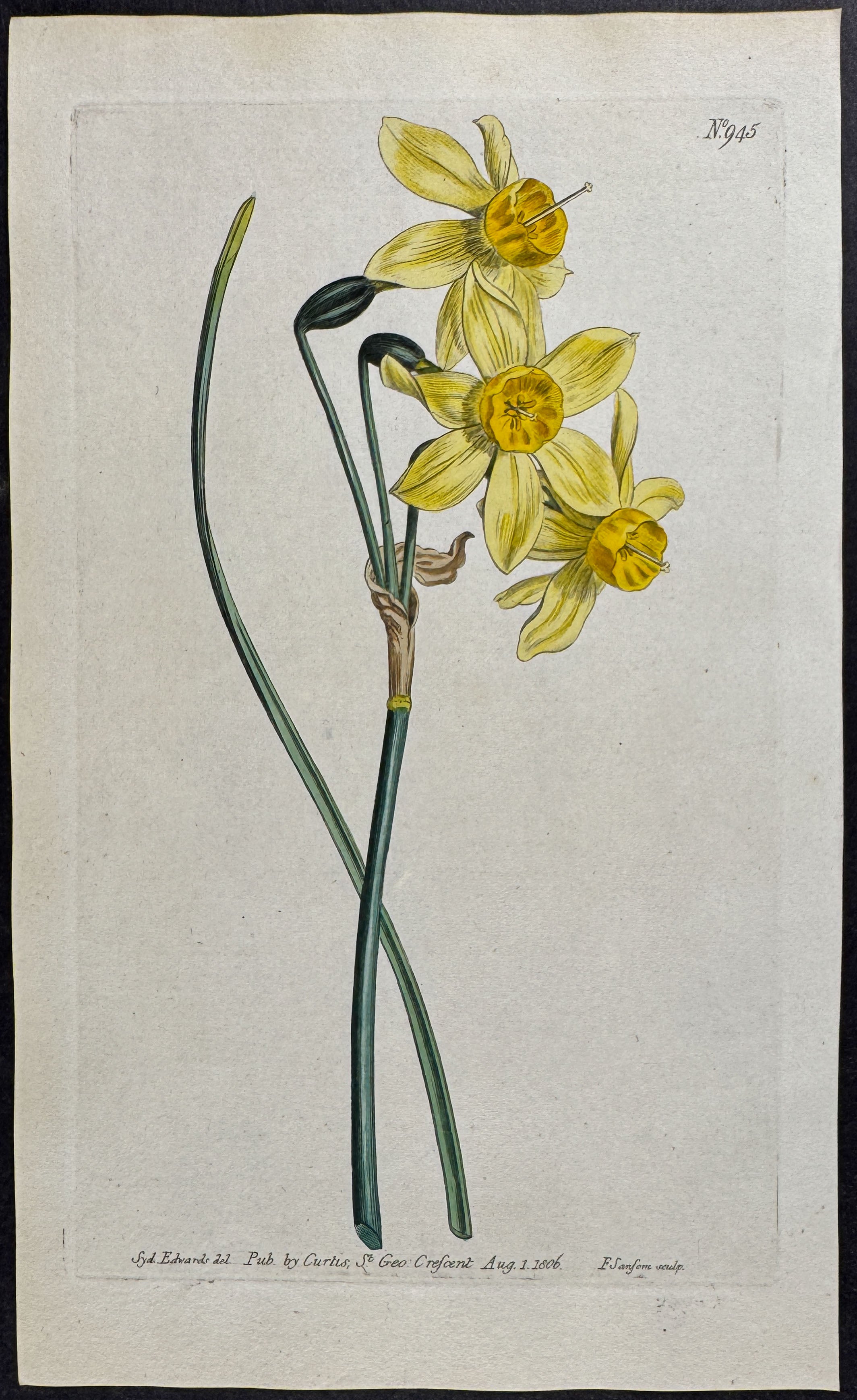 Narrow-leaved Narcissus