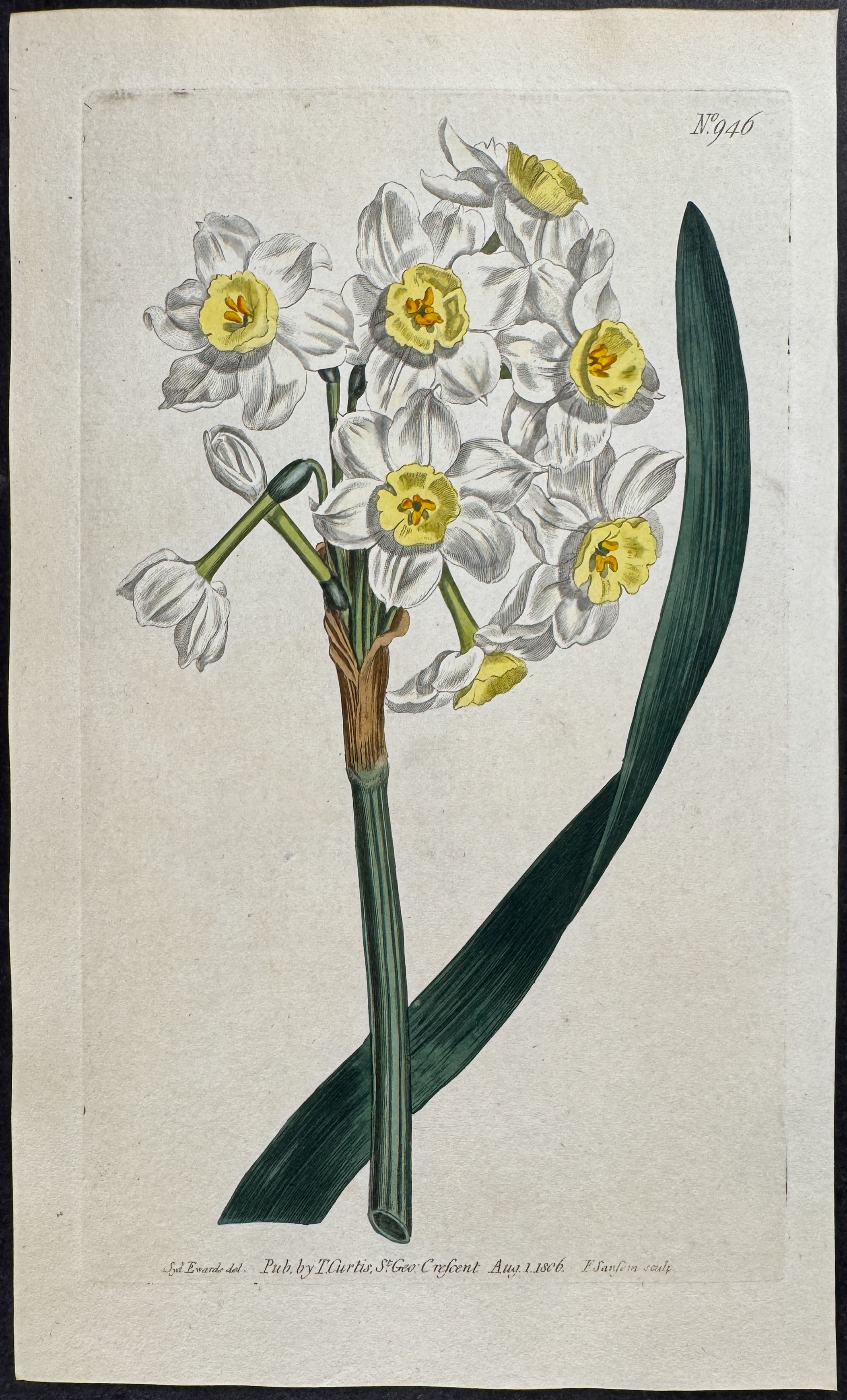 Many-flowered Narcissus of the Levant