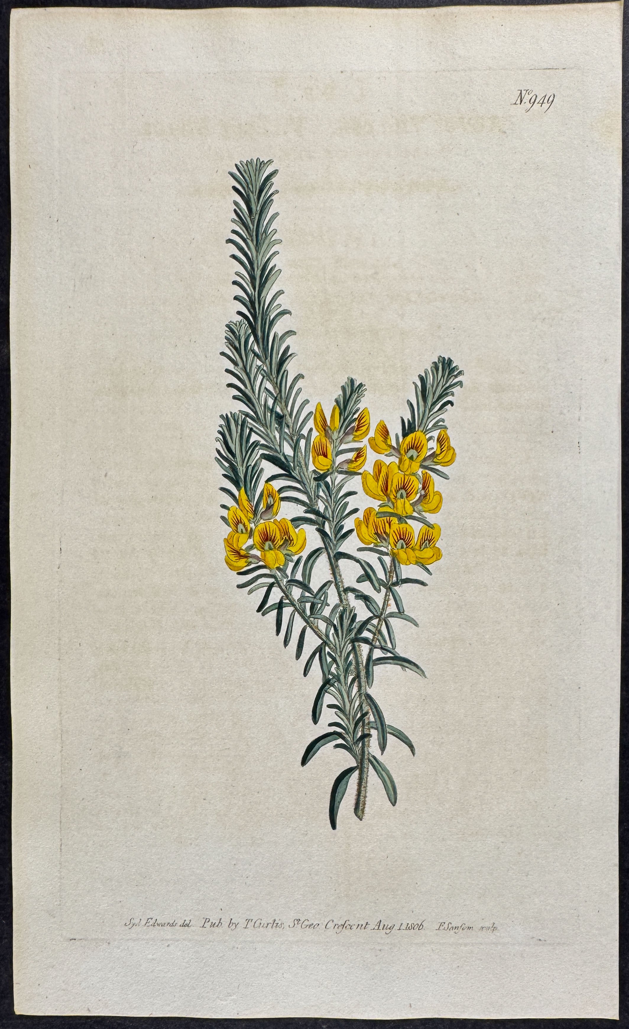 Villous Aotus