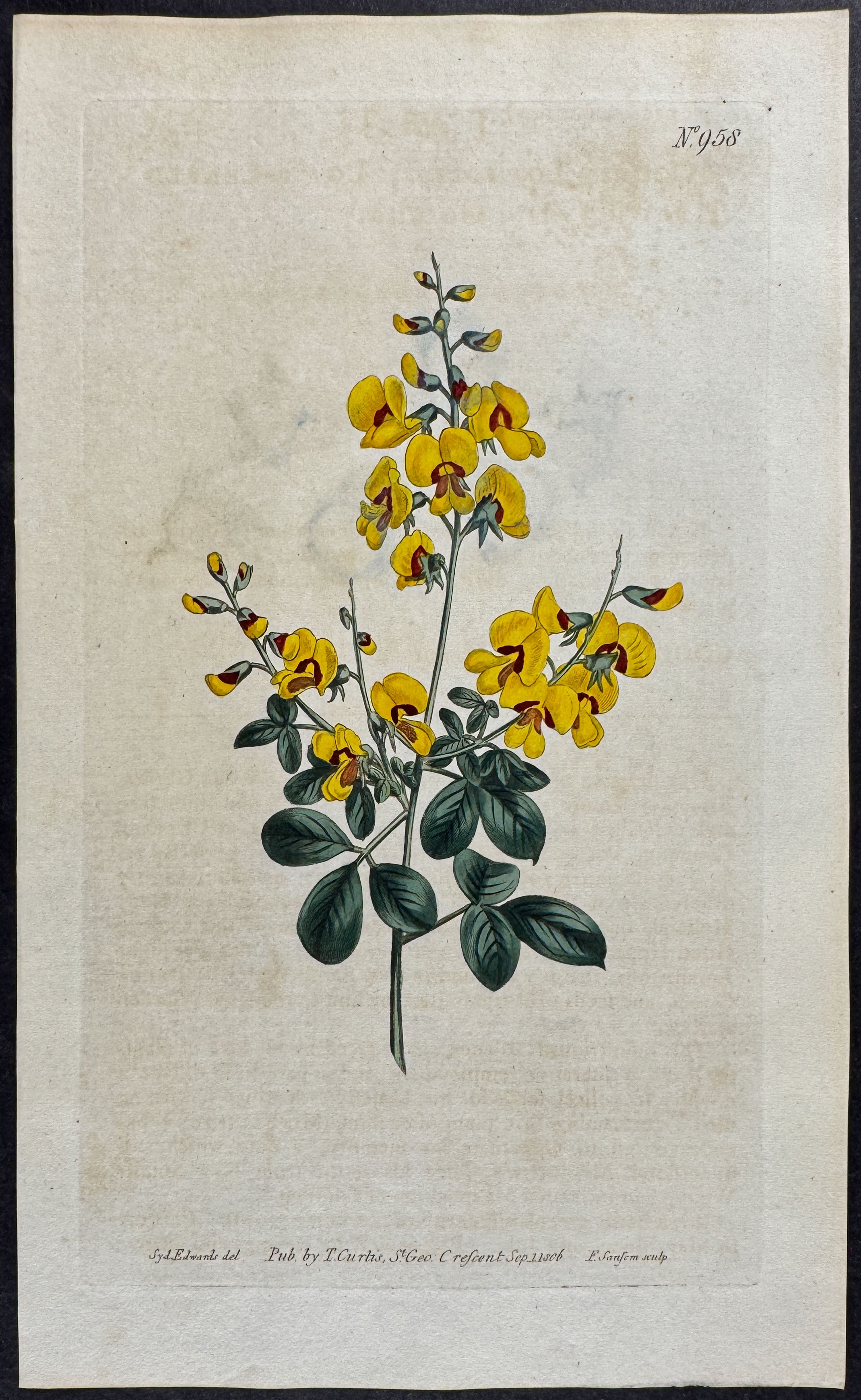 Lotus-leaved Goodia