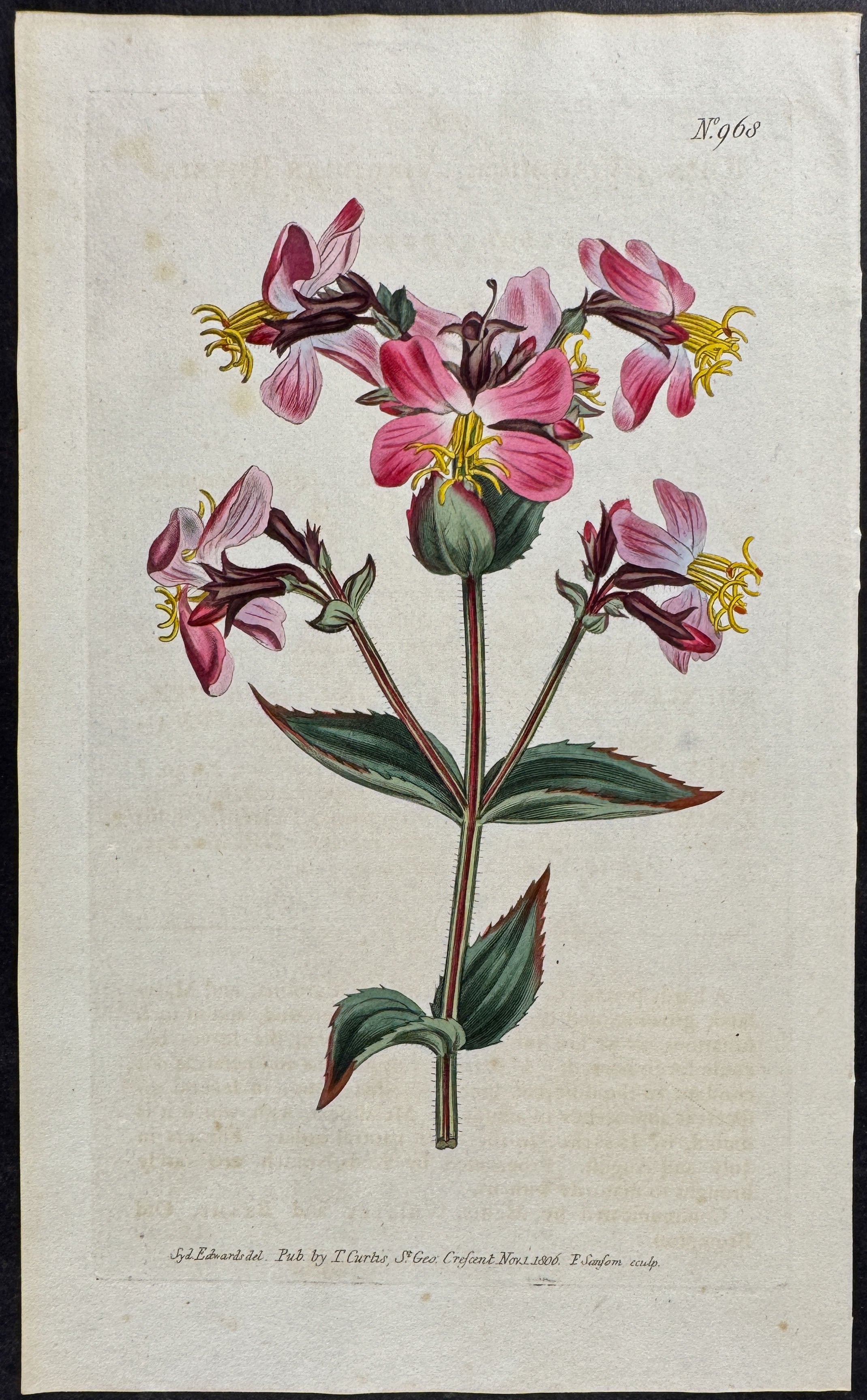 Virginian Rhexia