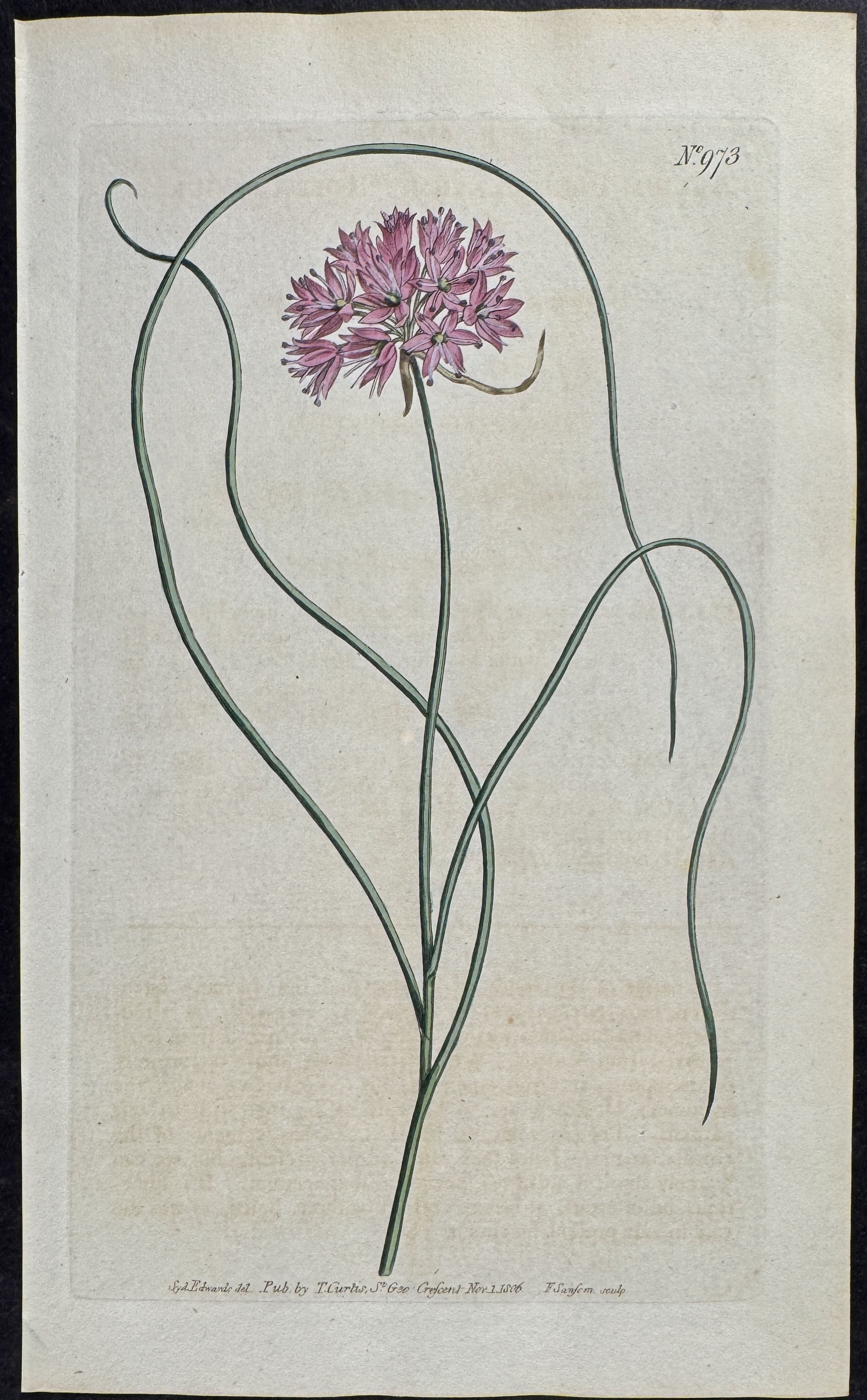 Rose-coloured Garlick