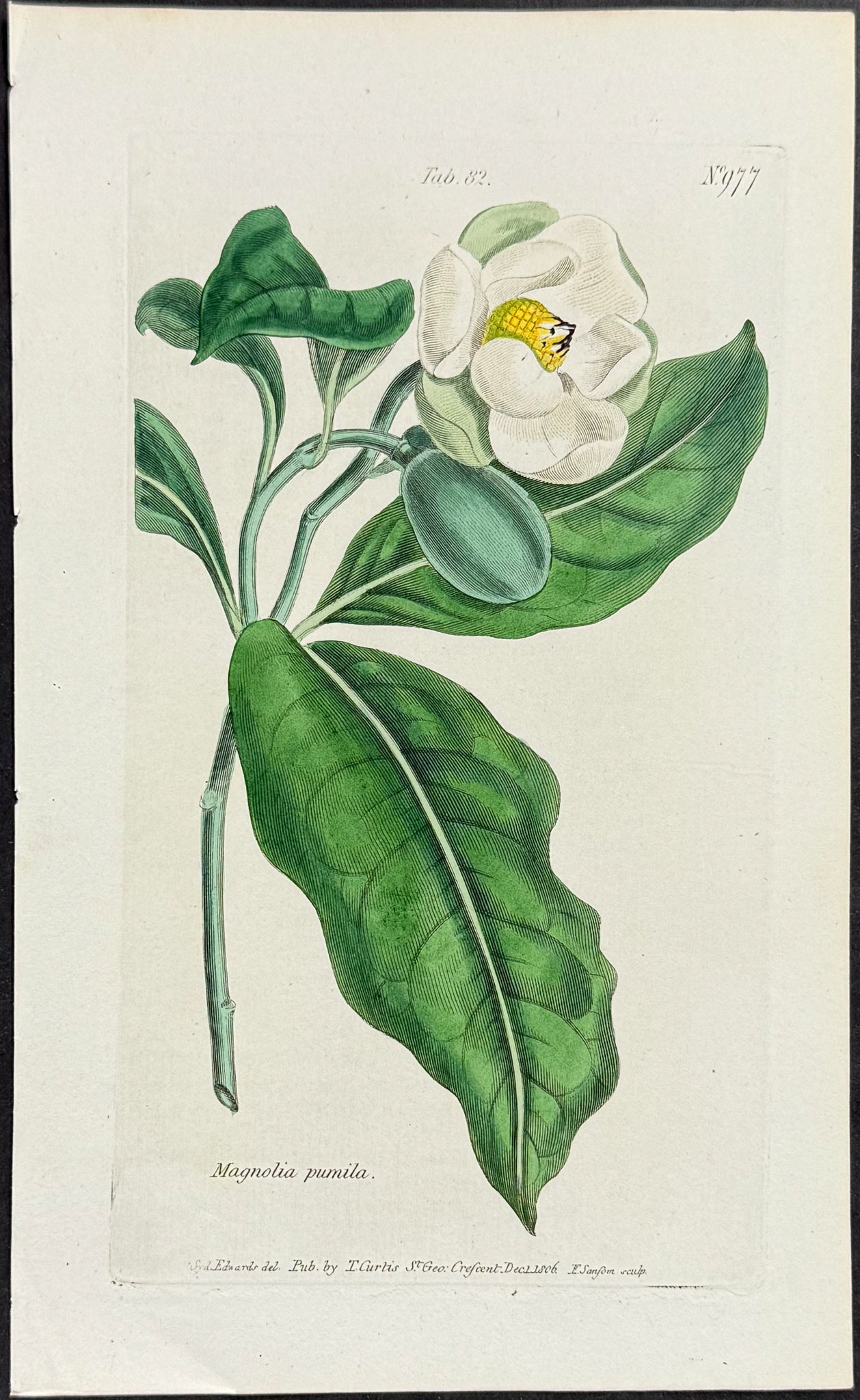 Magnolia [Magnolia pumila]