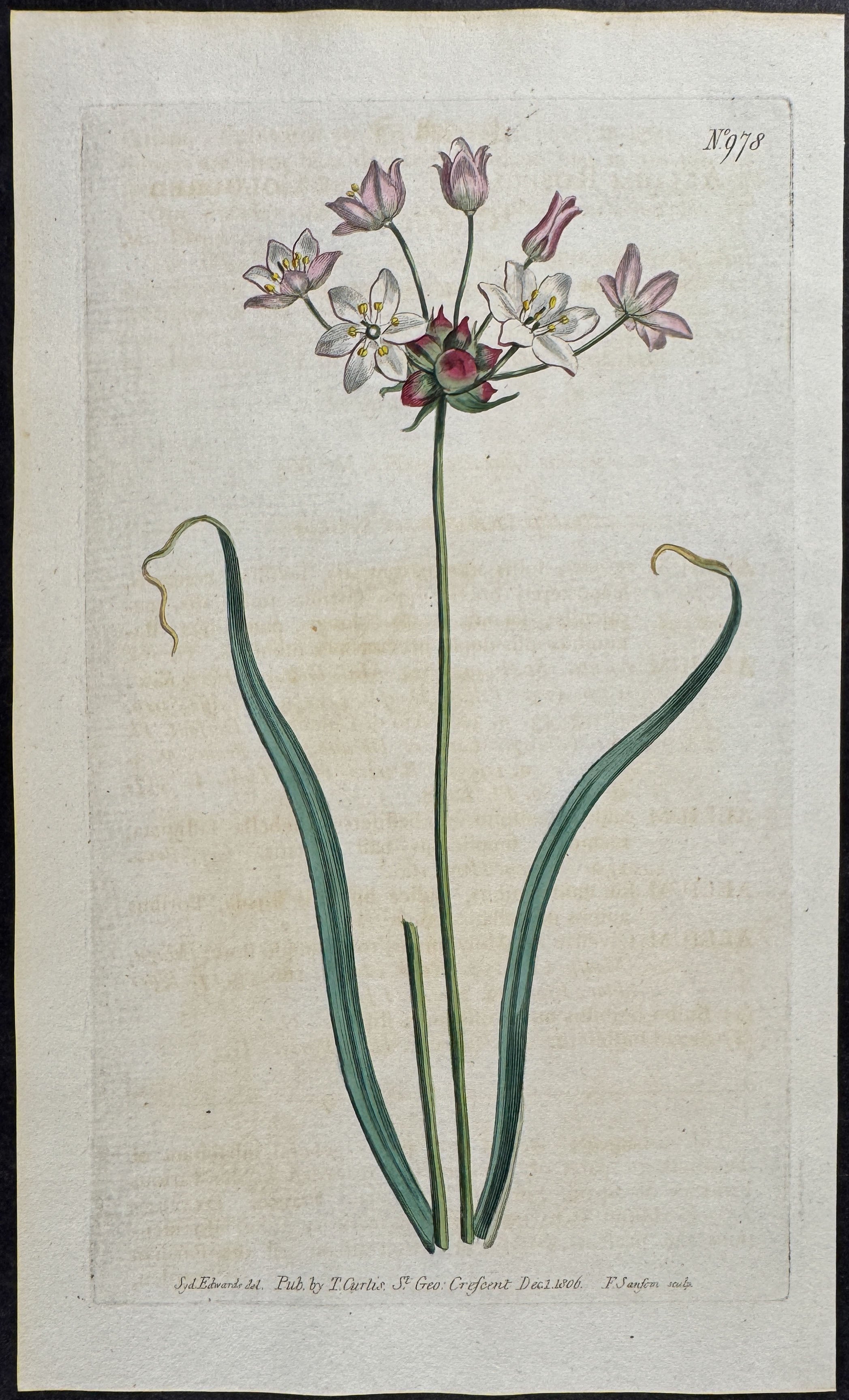 Rose-coloured Garlic