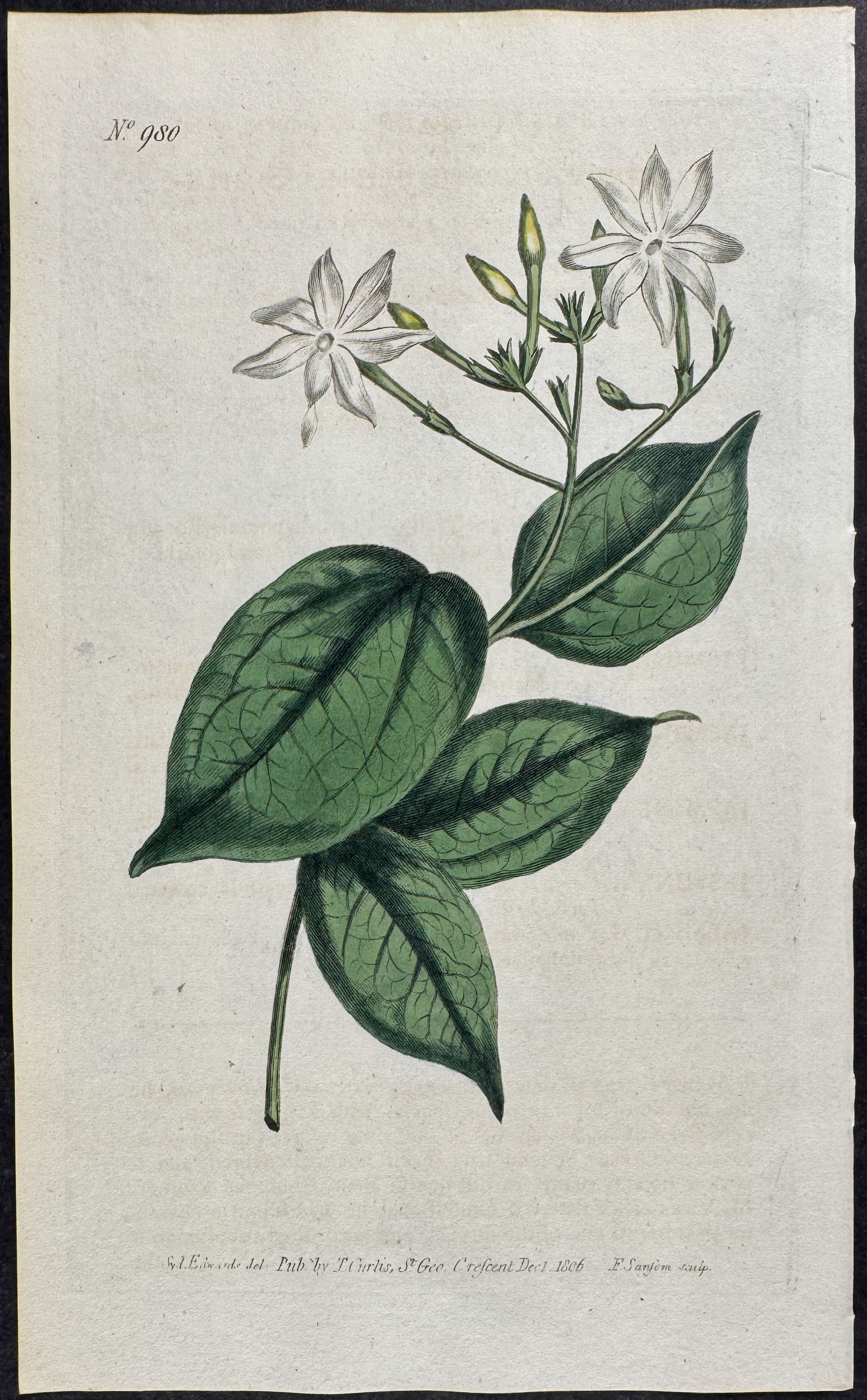 Simple-leaved Jasmine