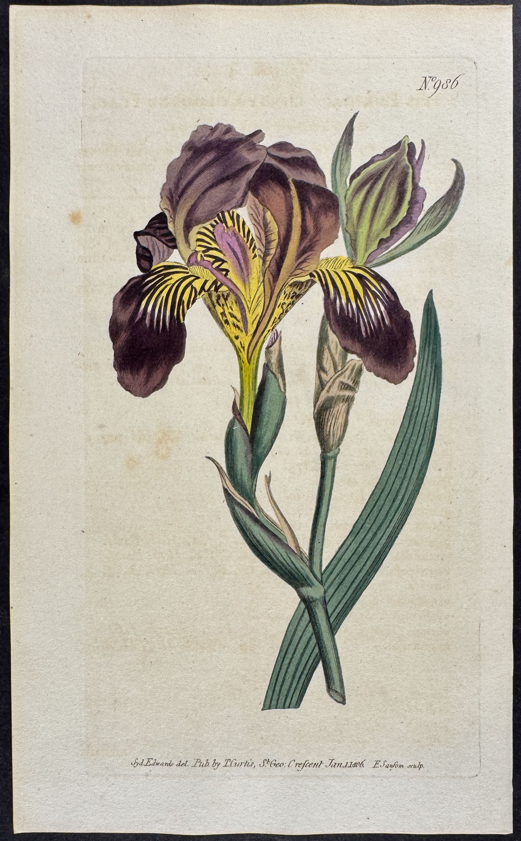 Iris - Dingy-coloured Flag