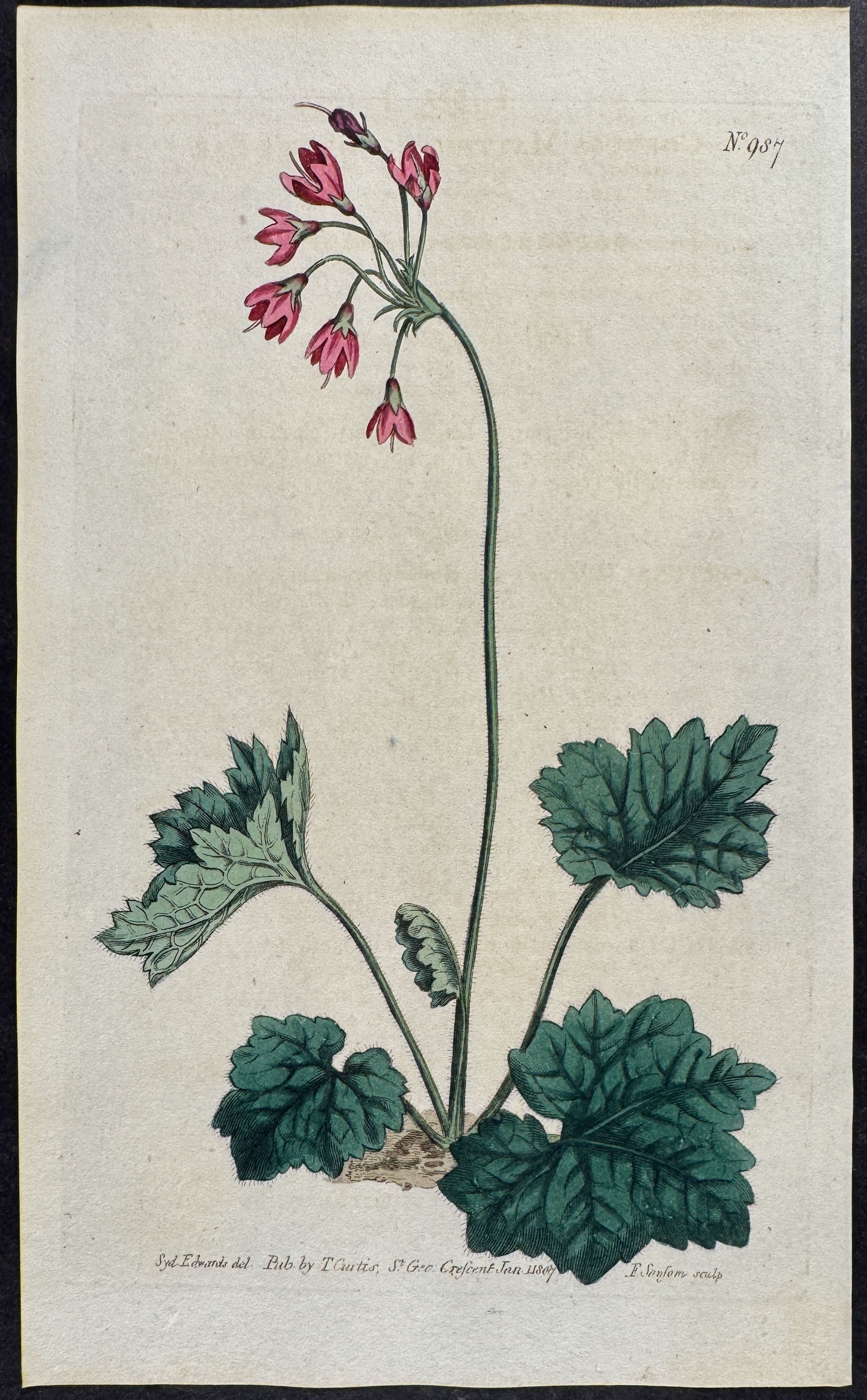 Bear's-ear Sanicle