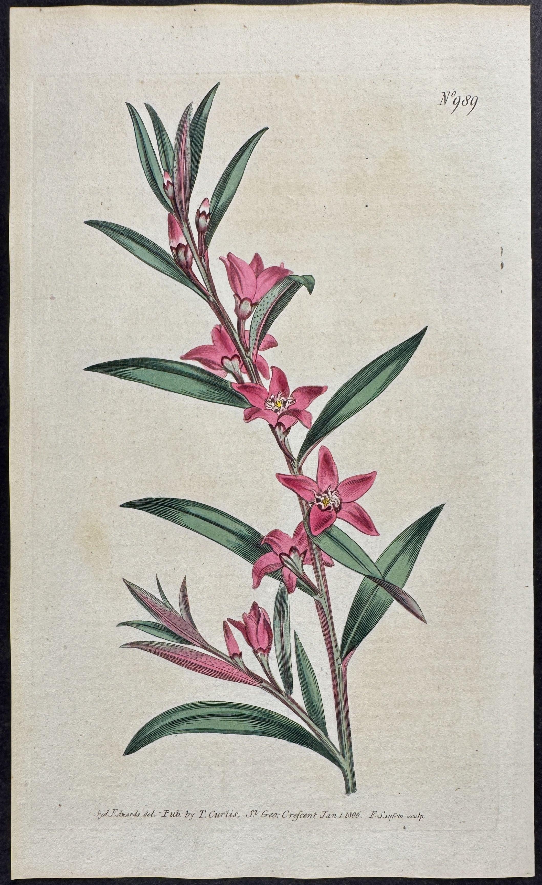 Willow-leaved Crowea