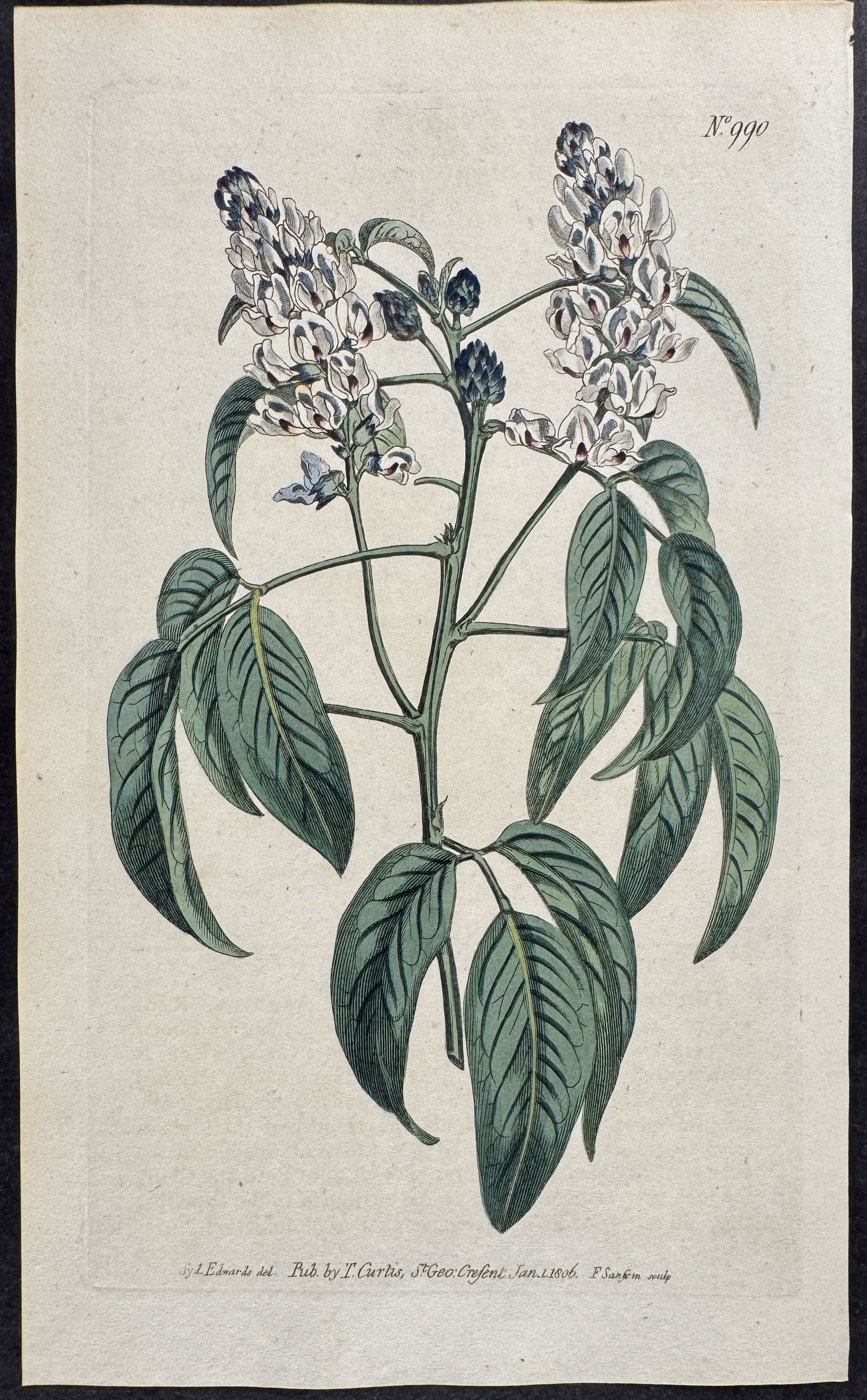 Striped-Flowered Psoralea