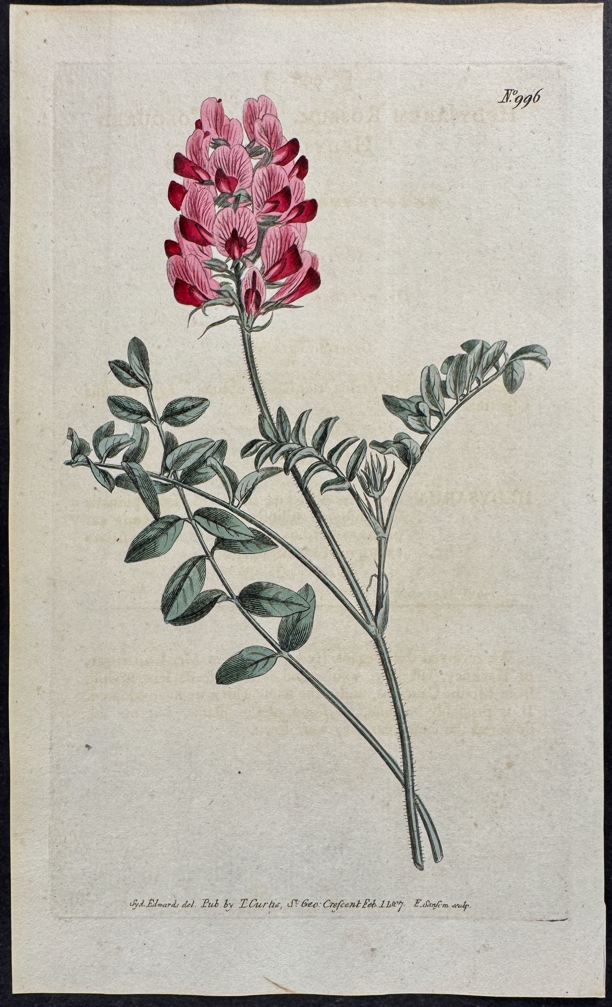 Rose-Coloured Hedysarum