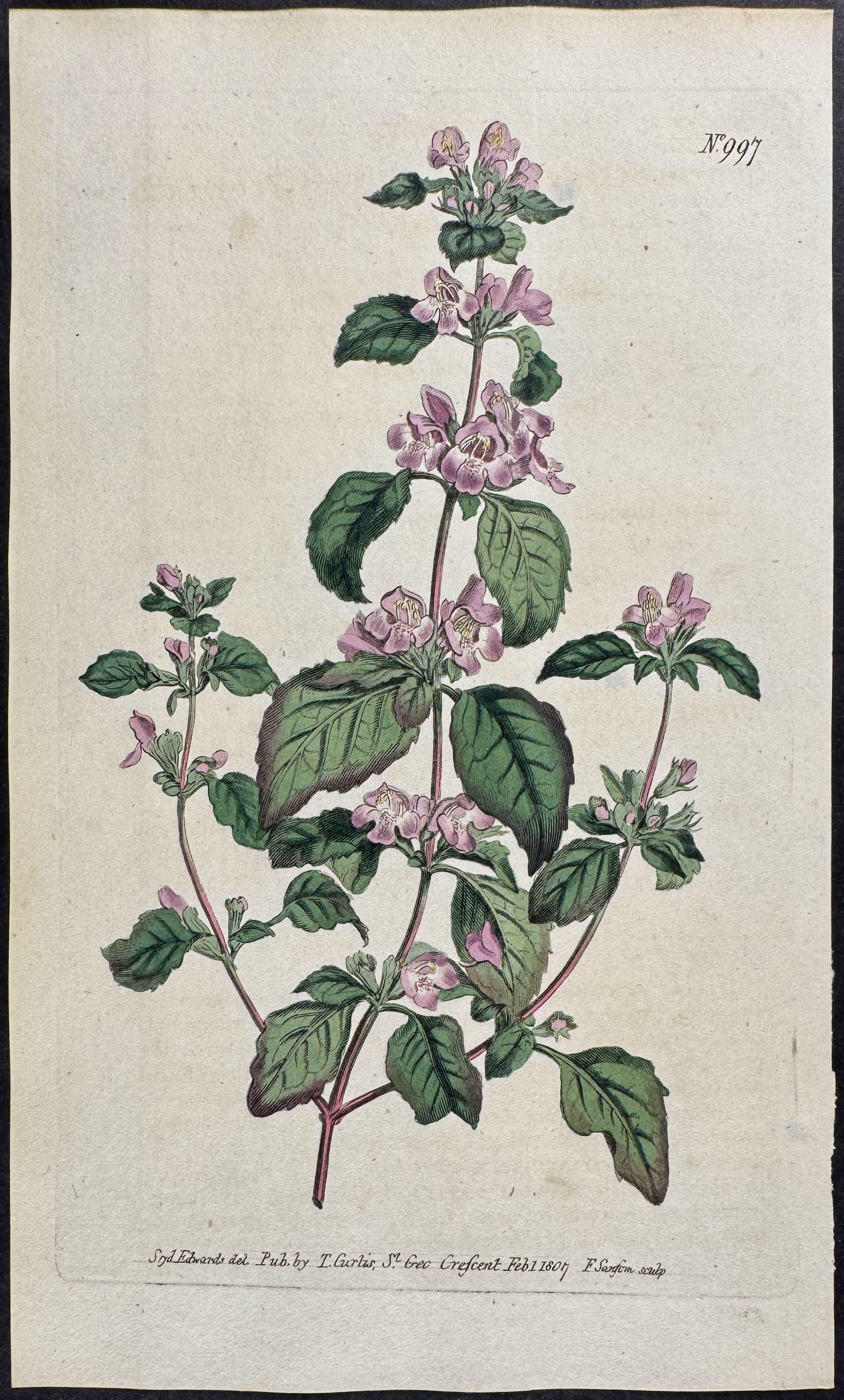 Large-flowered Thyme