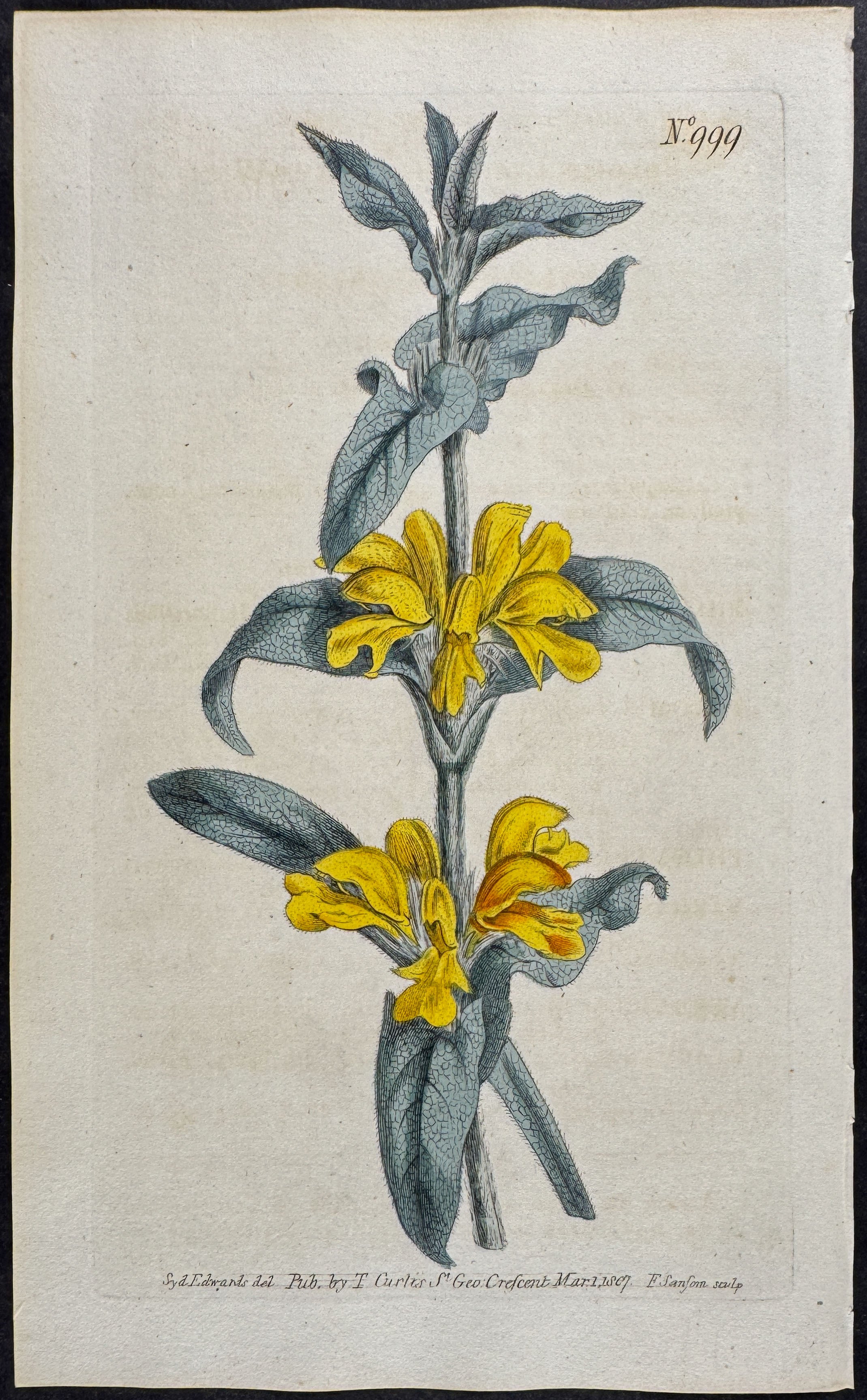 Lamp-wick Phlomis