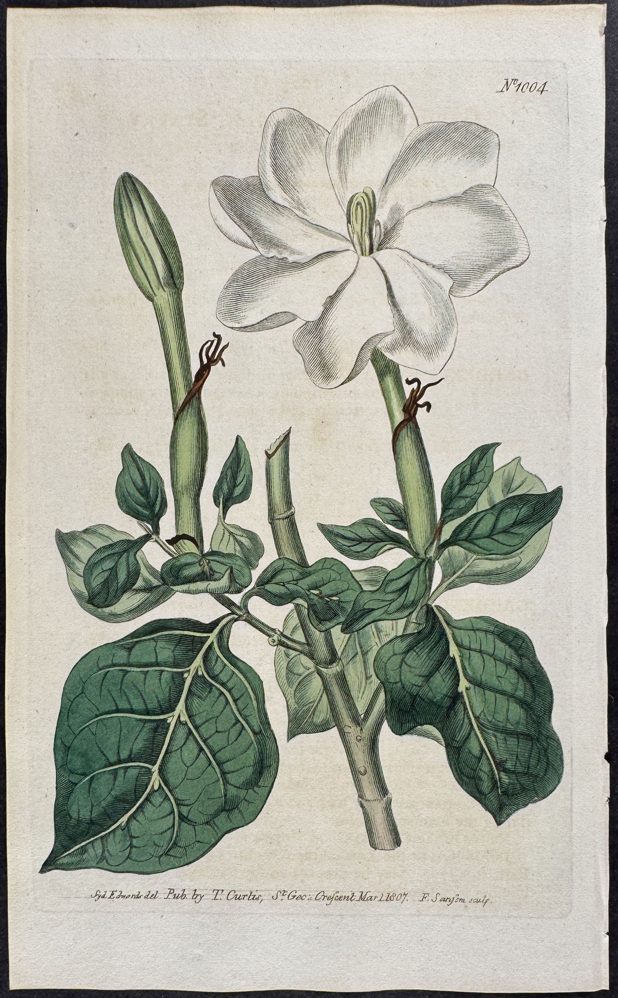 Starry Gardenia