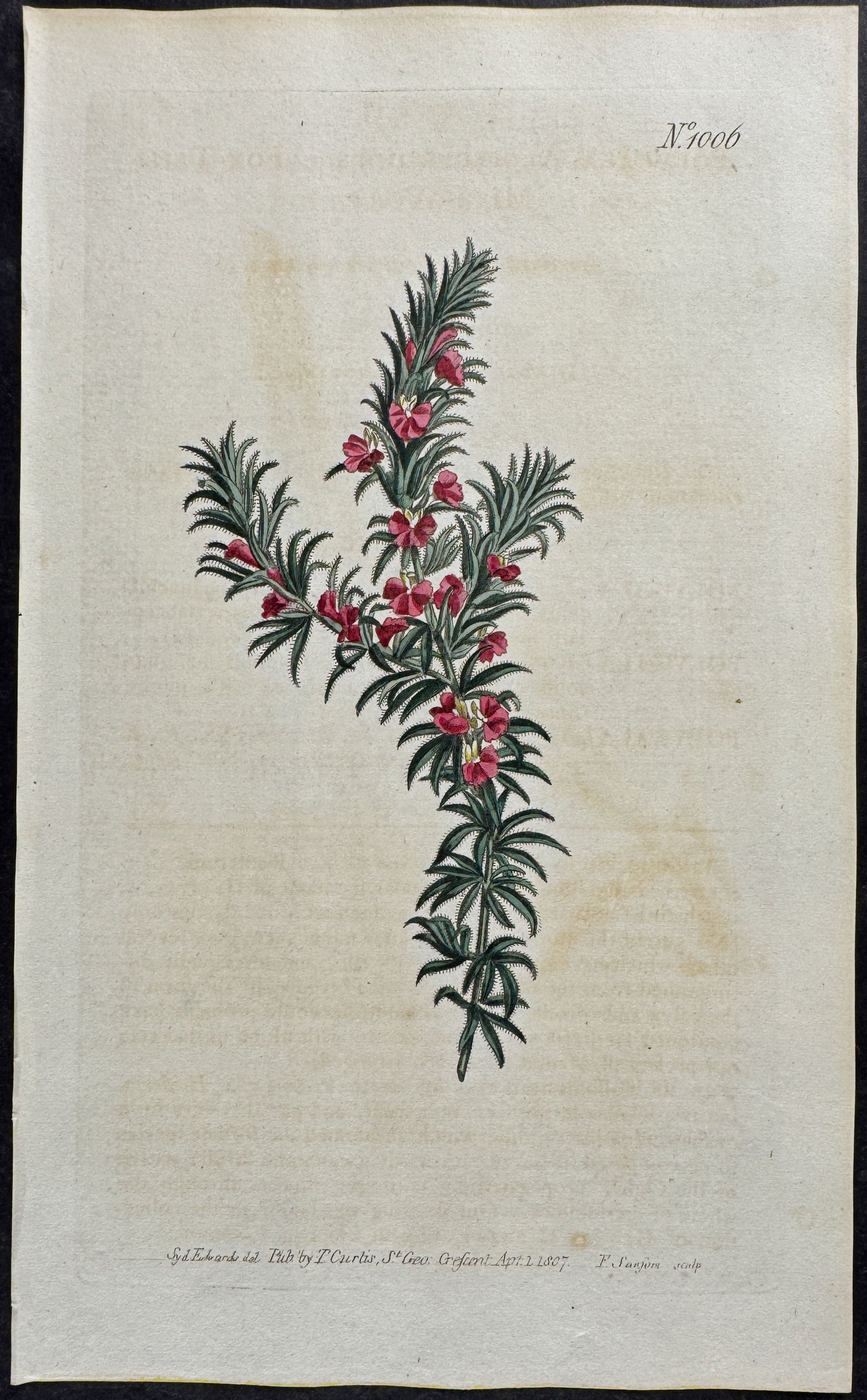 Fox-tail Milk-wort
