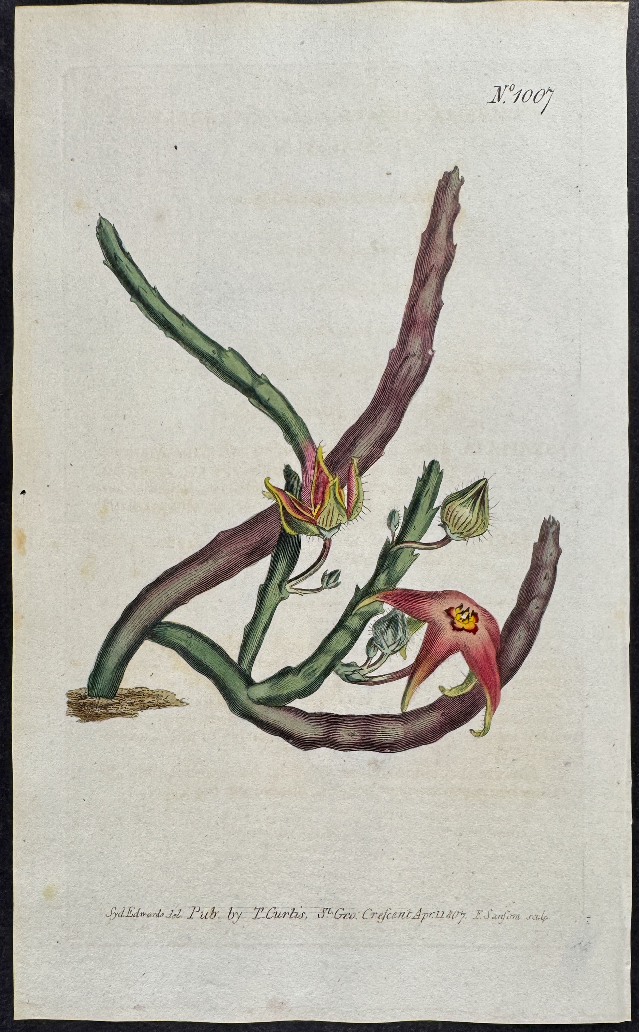 Straddling Stapelia or Carrion Flower