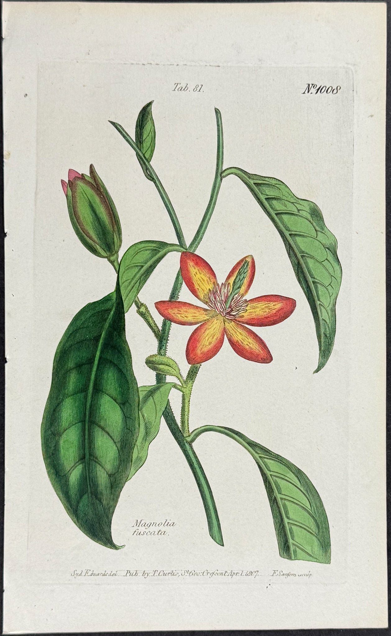 Magnolia [Magnolia fuscata]