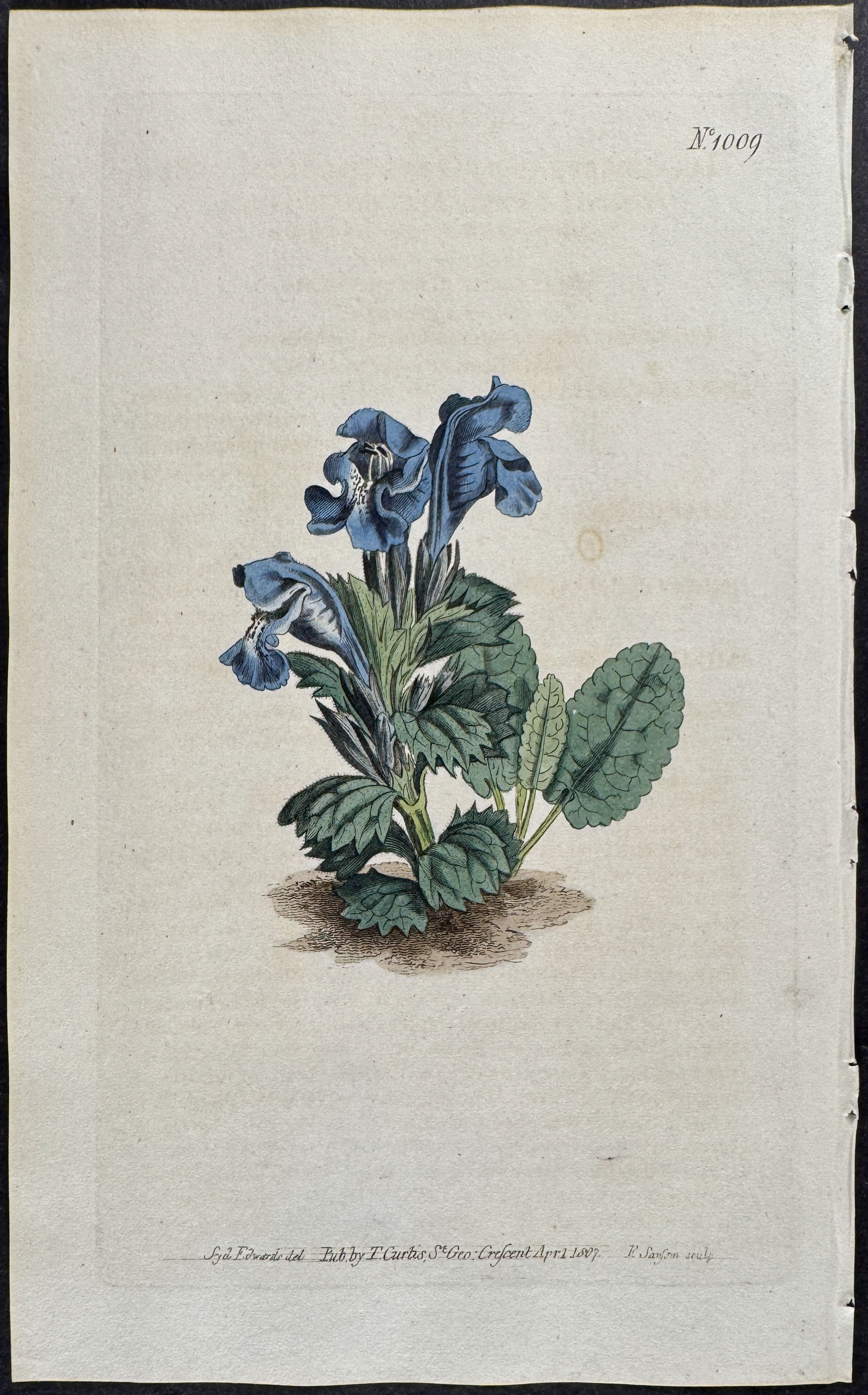 Betony-leaved dragon's Head