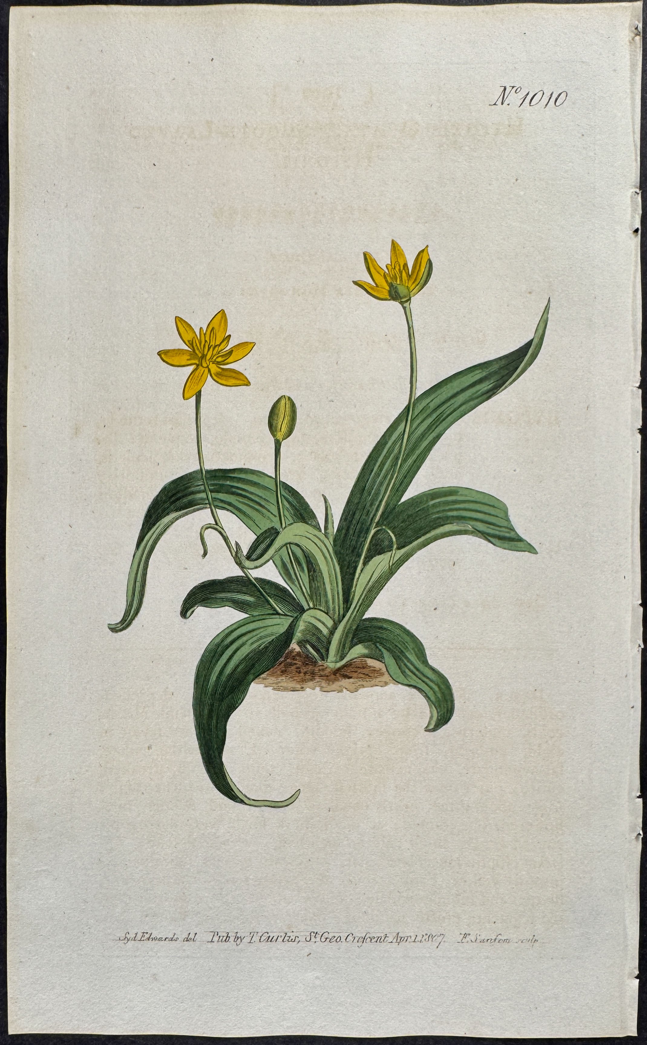 Smooth-leaved Hypoxis