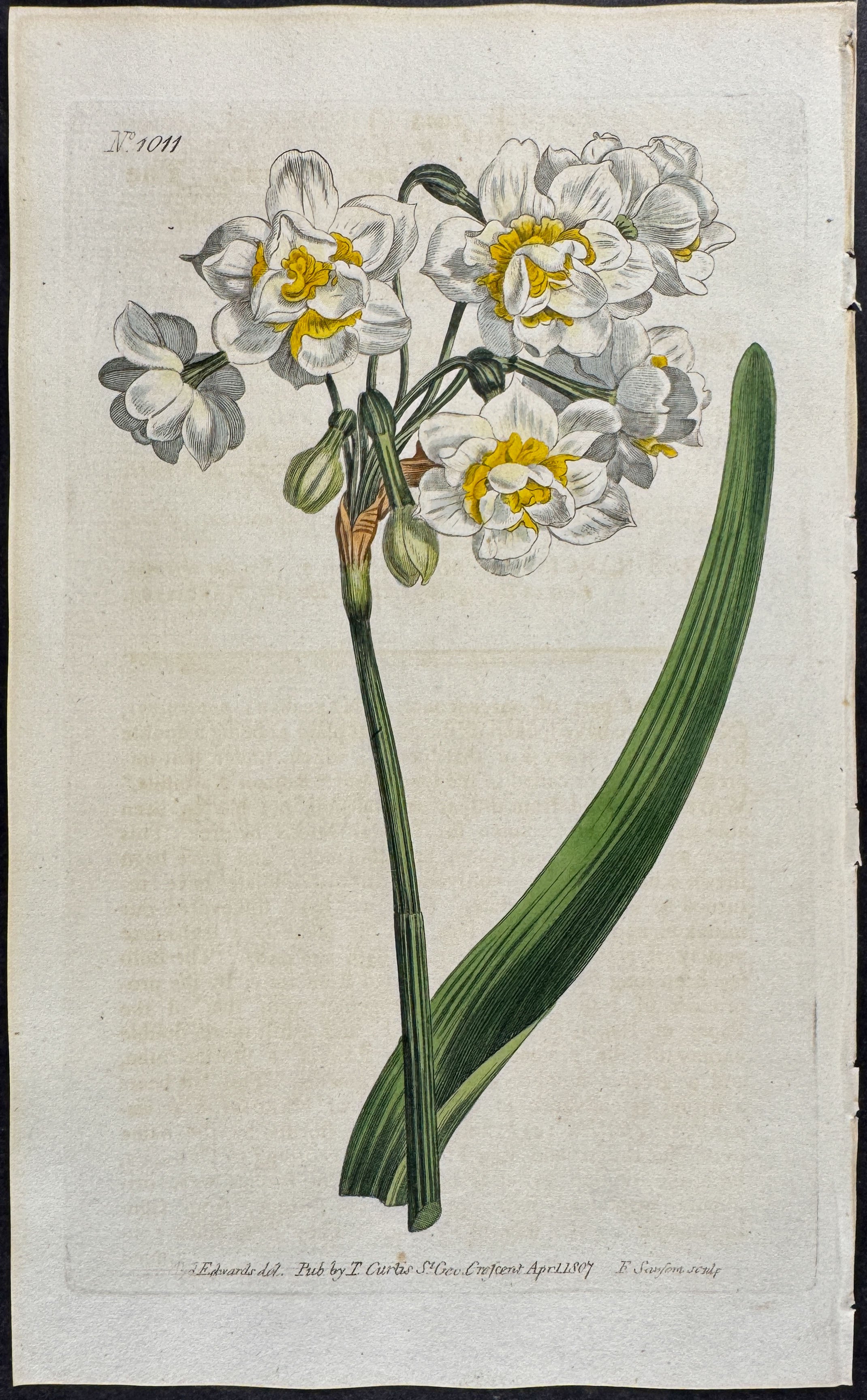 The Cyprus or Double Roman Narcissus