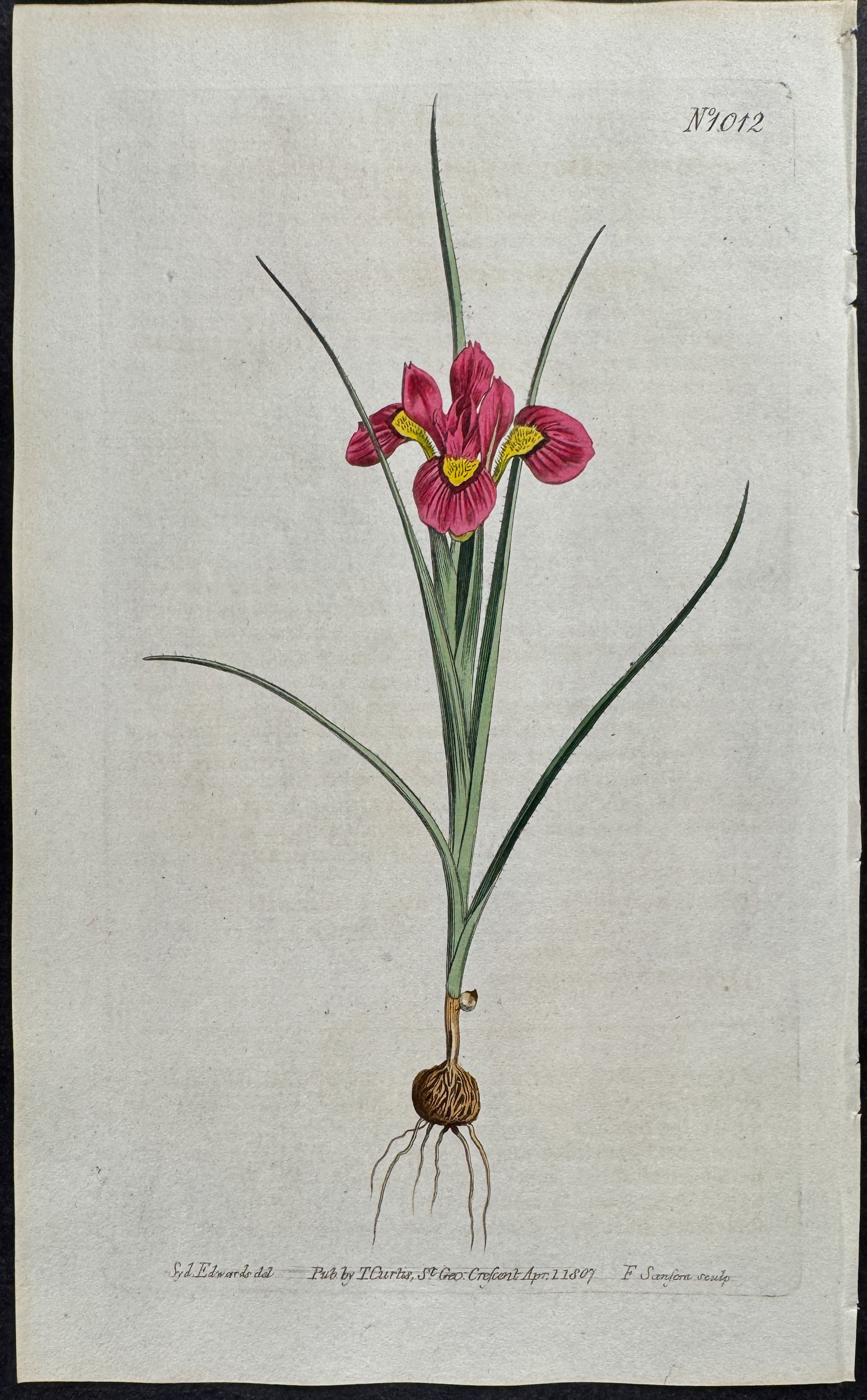 Cilate-leaved Moraea