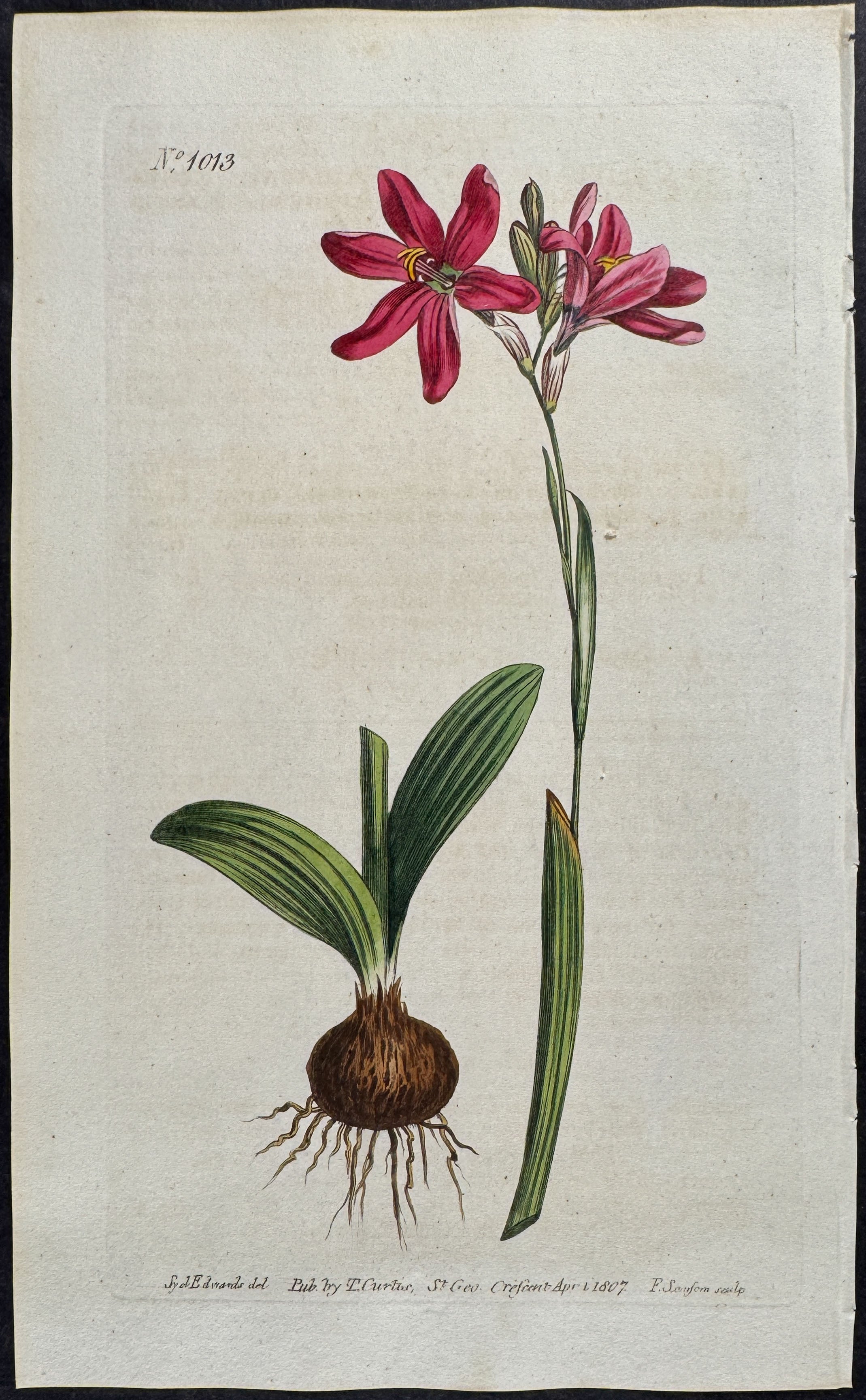 Rose-coloured Ixia