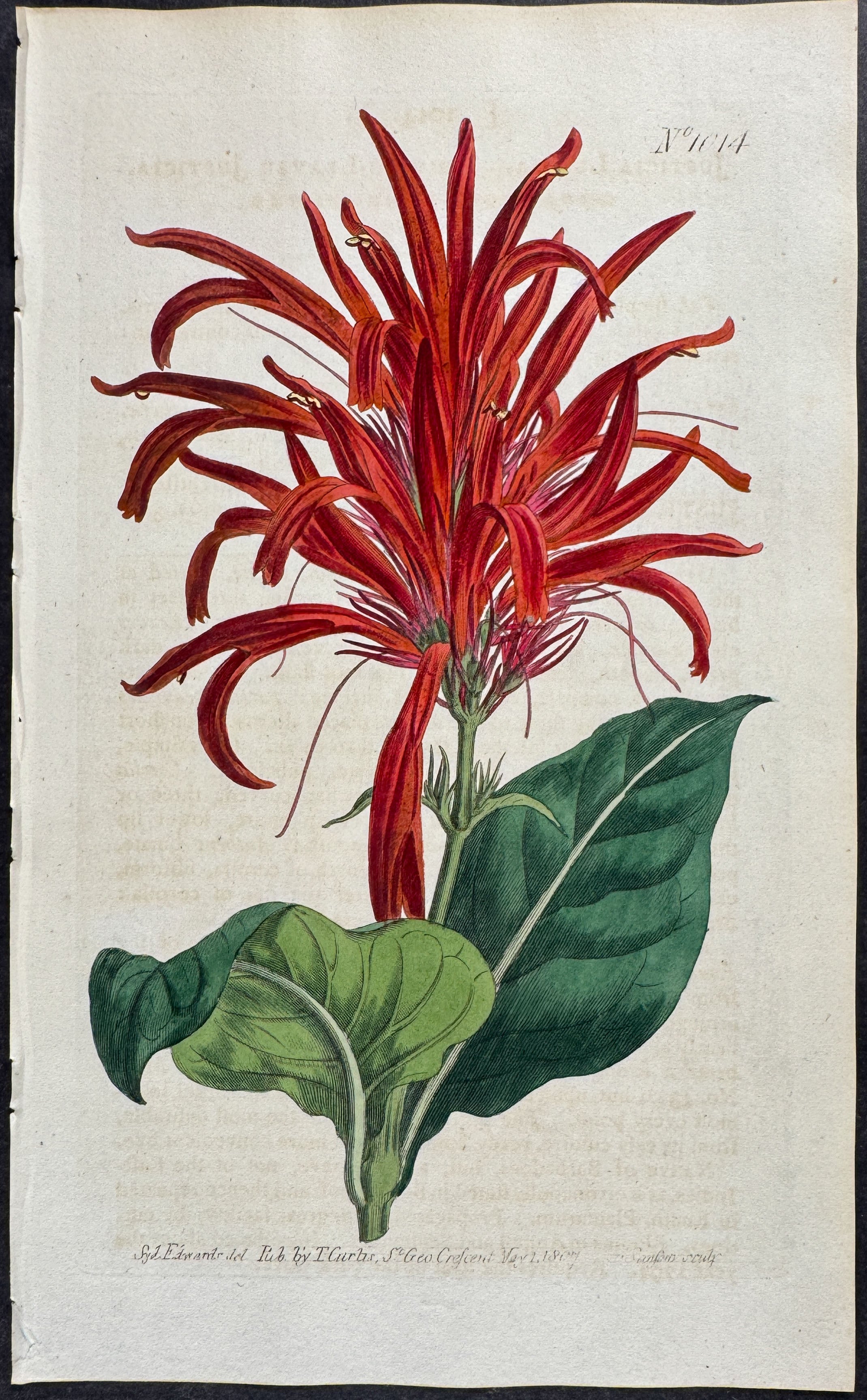 Shining-Leaved Justicia